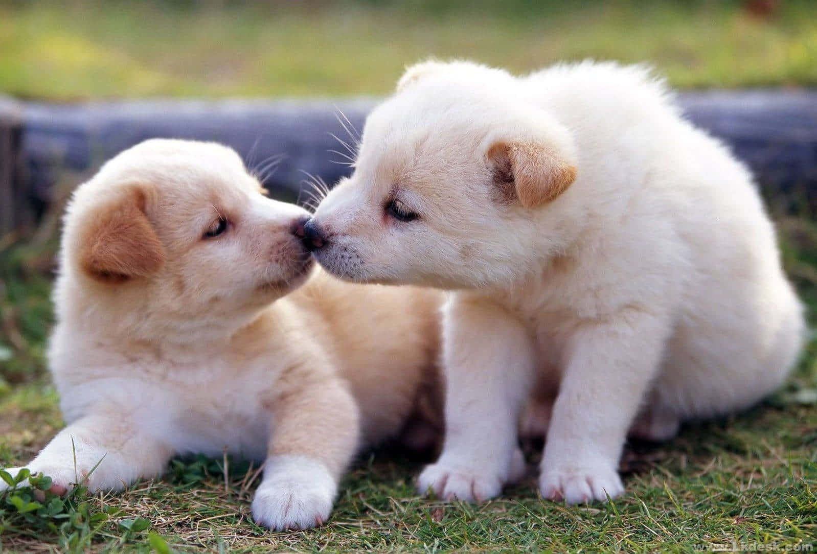 fluffy puppy, cream-colored, green grass, HD Desktop Wallpaper