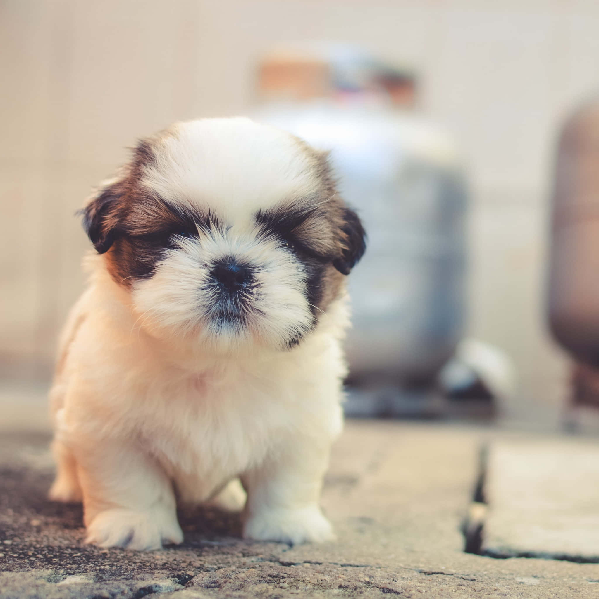 fluffy white and brown puppy, textured pavement, sleepy eyes, Full HD Desktop Wallpaper