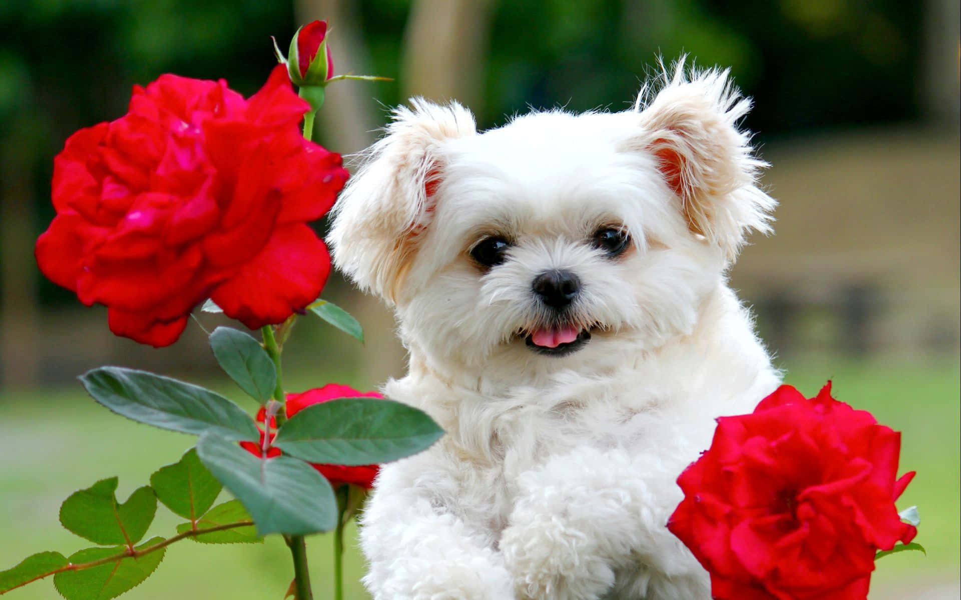 fluffy white puppy, vibrant red roses, lush green garden, Full HD Desktop Wallpaper