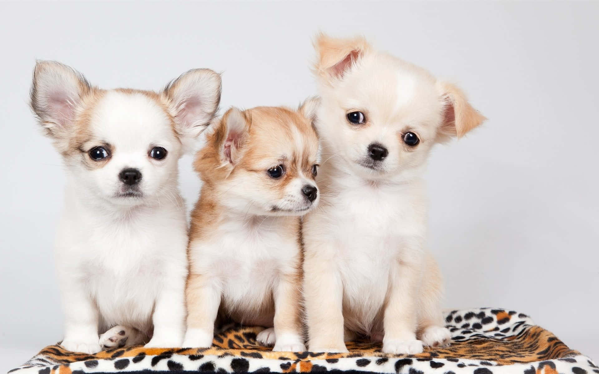 chihuahua puppies, big eyes, leopard-print blanket, Full HD Desktop Wallpaper