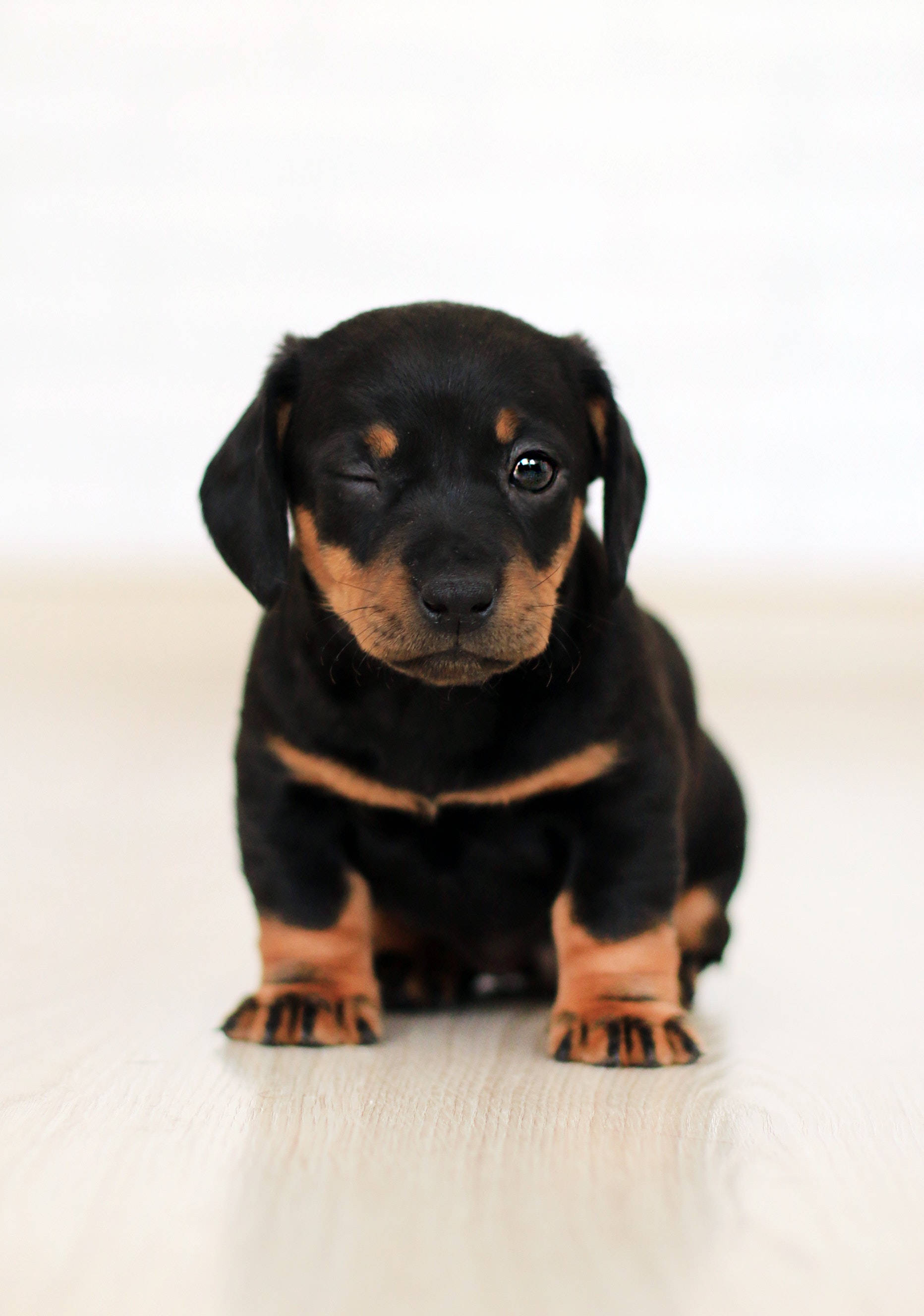 cute dachshund puppy dog, black and tan, light wooden floor, 2K Phone Wallpaper