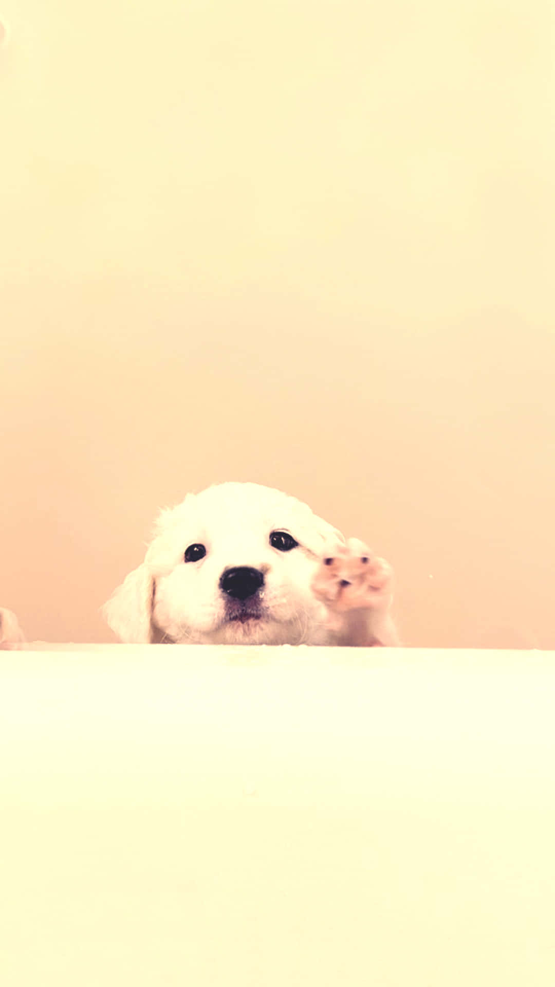 fluffy white puppy, peeks over a ledge, one paw raised, Full HD Phone Wallpaper