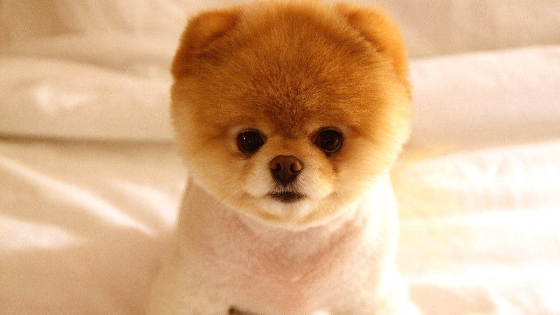 fluffy, orange and white Pomeranian puppy, big dark eyes, Full HD Desktop Wallpaper