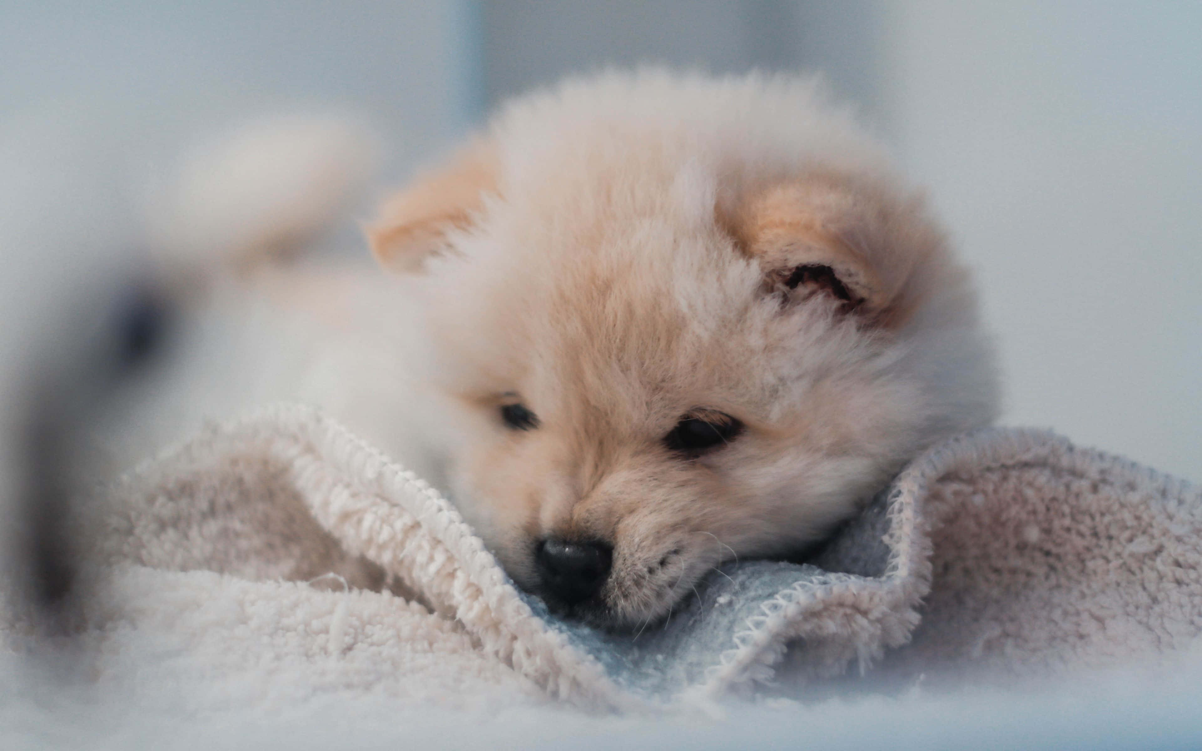 fluffy cream-colored puppy, soft textured blanket, shallow depth of field, 4K Desktop Wallpaper