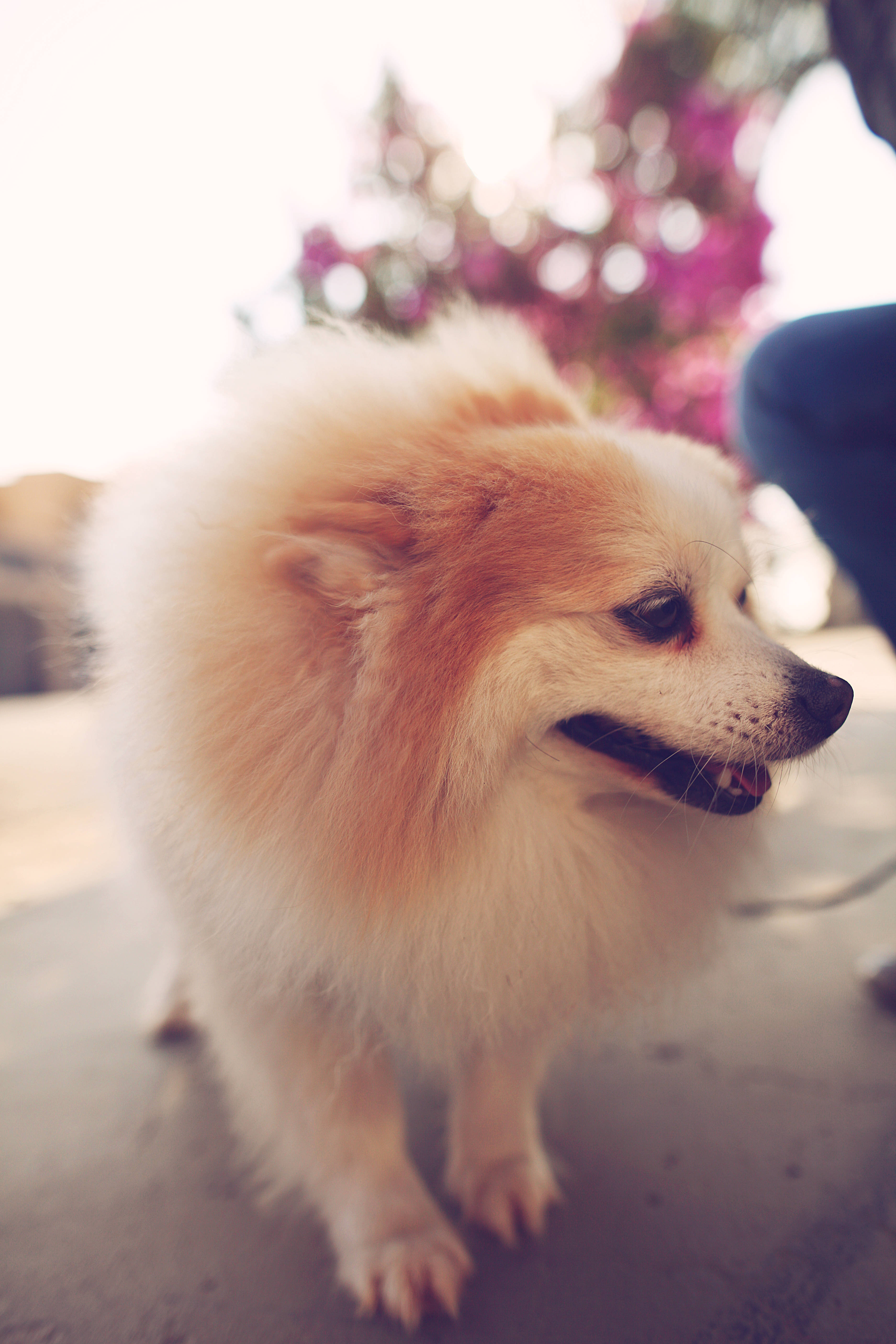 Pomeranian, fluffy cream-colored, soft sunlight, 5K Phone Wallpaper