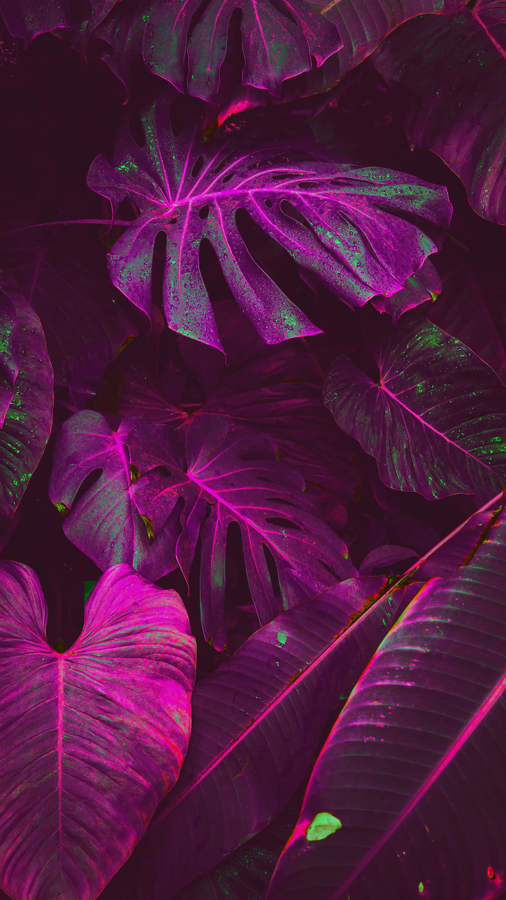 neon purple, green monstera leaves, dark background, 2K Phone Wallpaper
