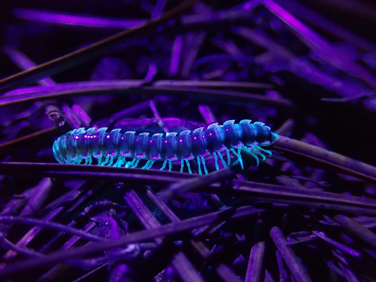 glowing blue millipede, pink spots, purple-lit pine needles, HD Desktop Wallpaper
