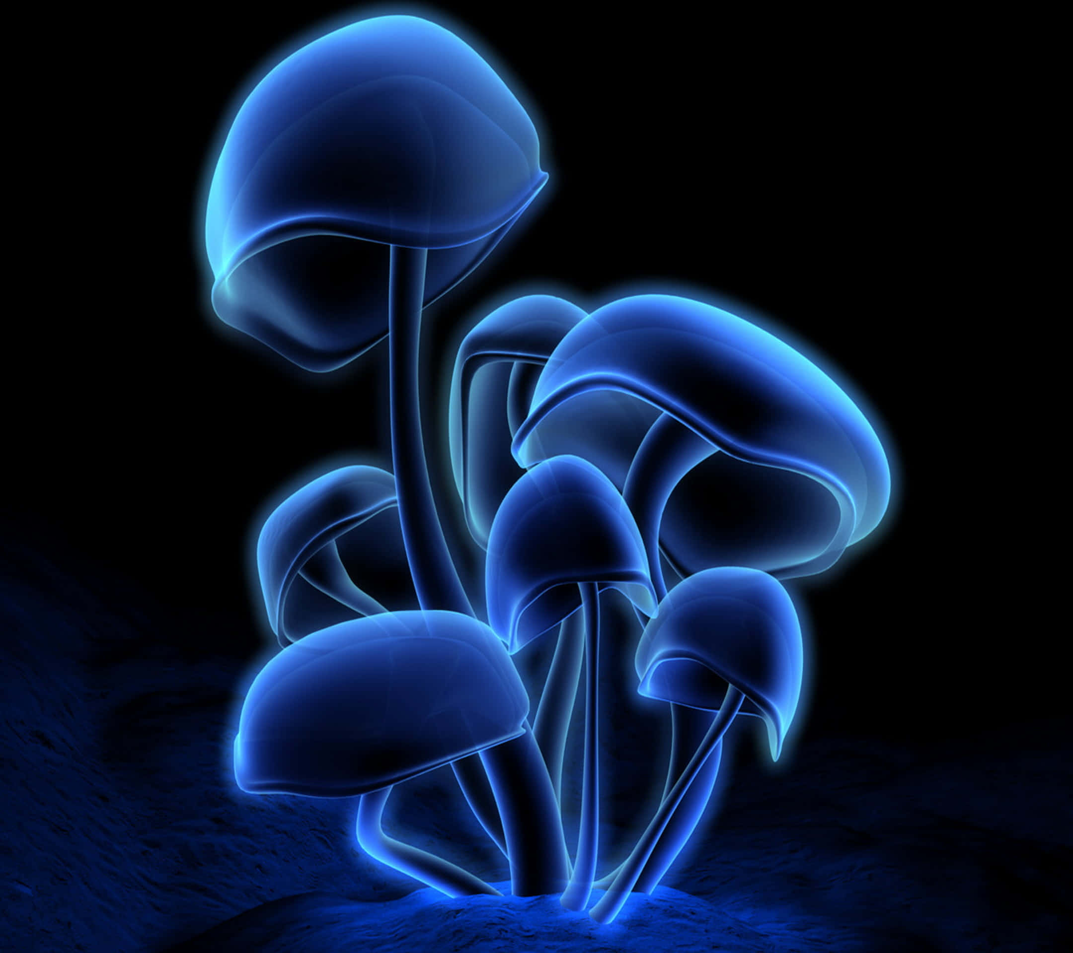 Fluorescent, blue mushrooms, translucent caps, Full HD Desktop Wallpaper