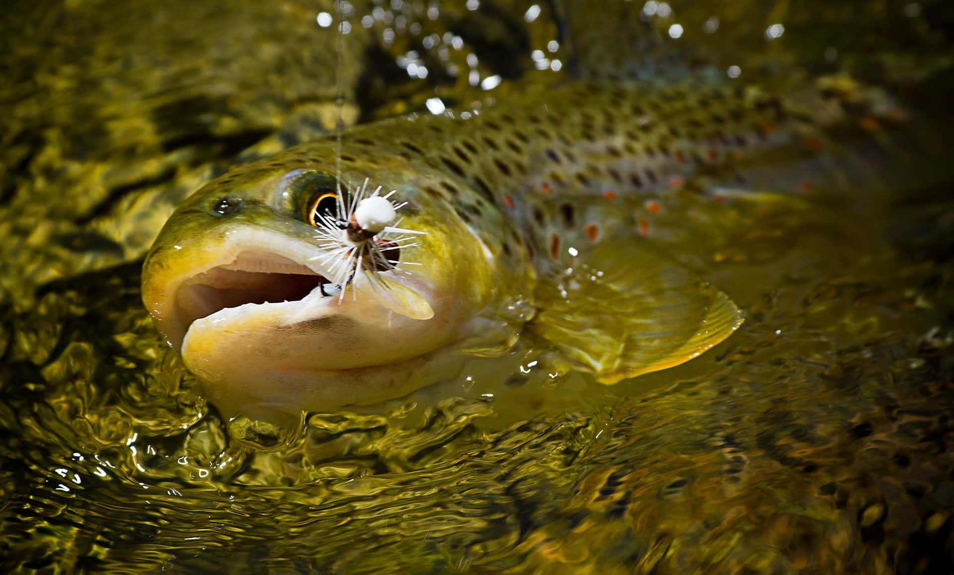 brown trout, golden-green water, white fly fishing lure, Full HD Desktop Wallpaper