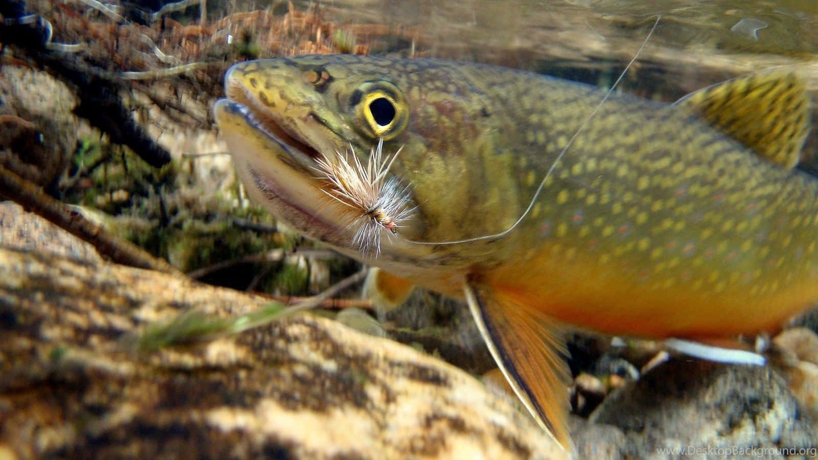 brook trout, fly lure, river, HD Desktop Wallpaper