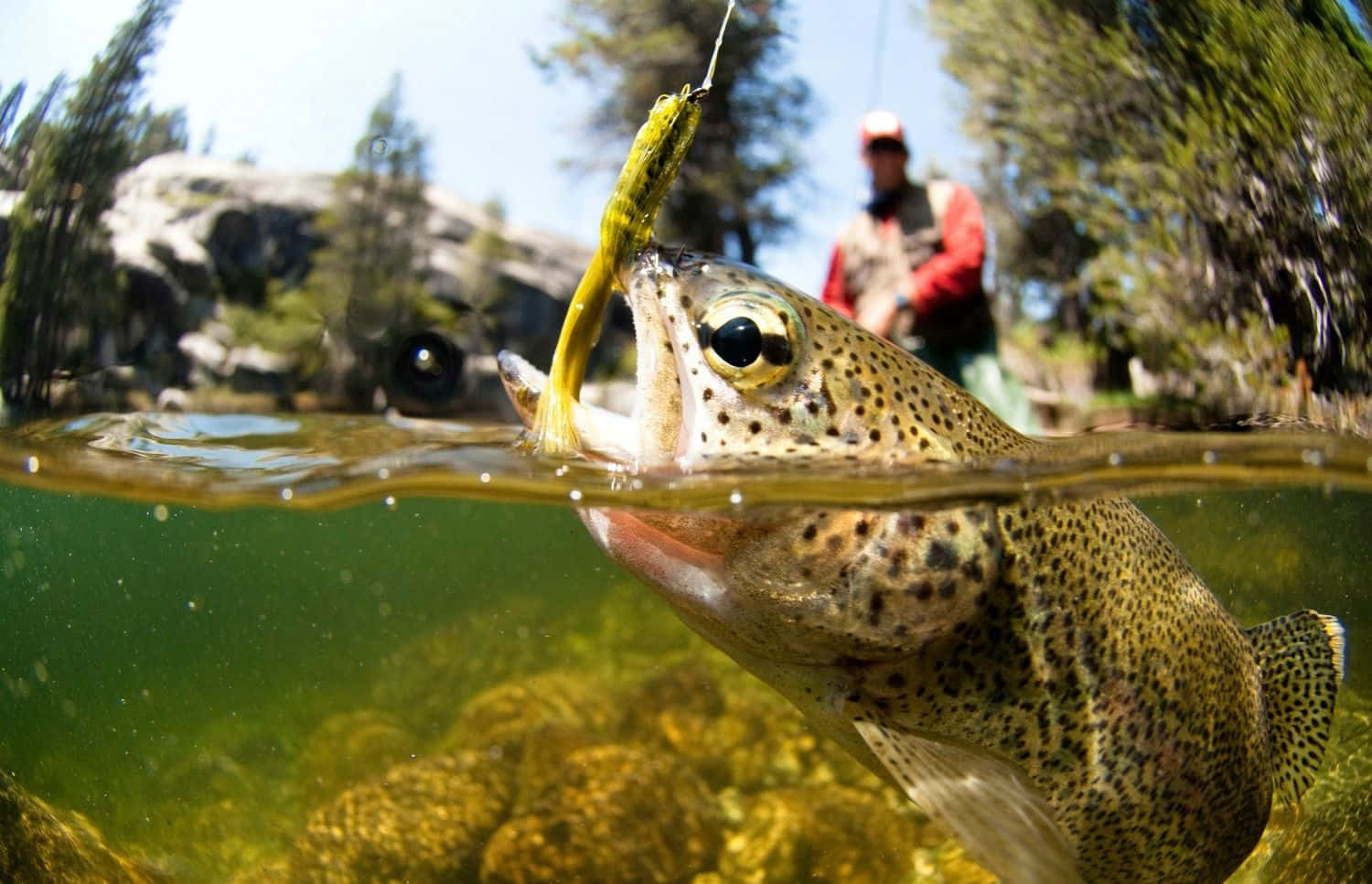 fly fishing, rainbow trout, green lure, HD Desktop Wallpaper
