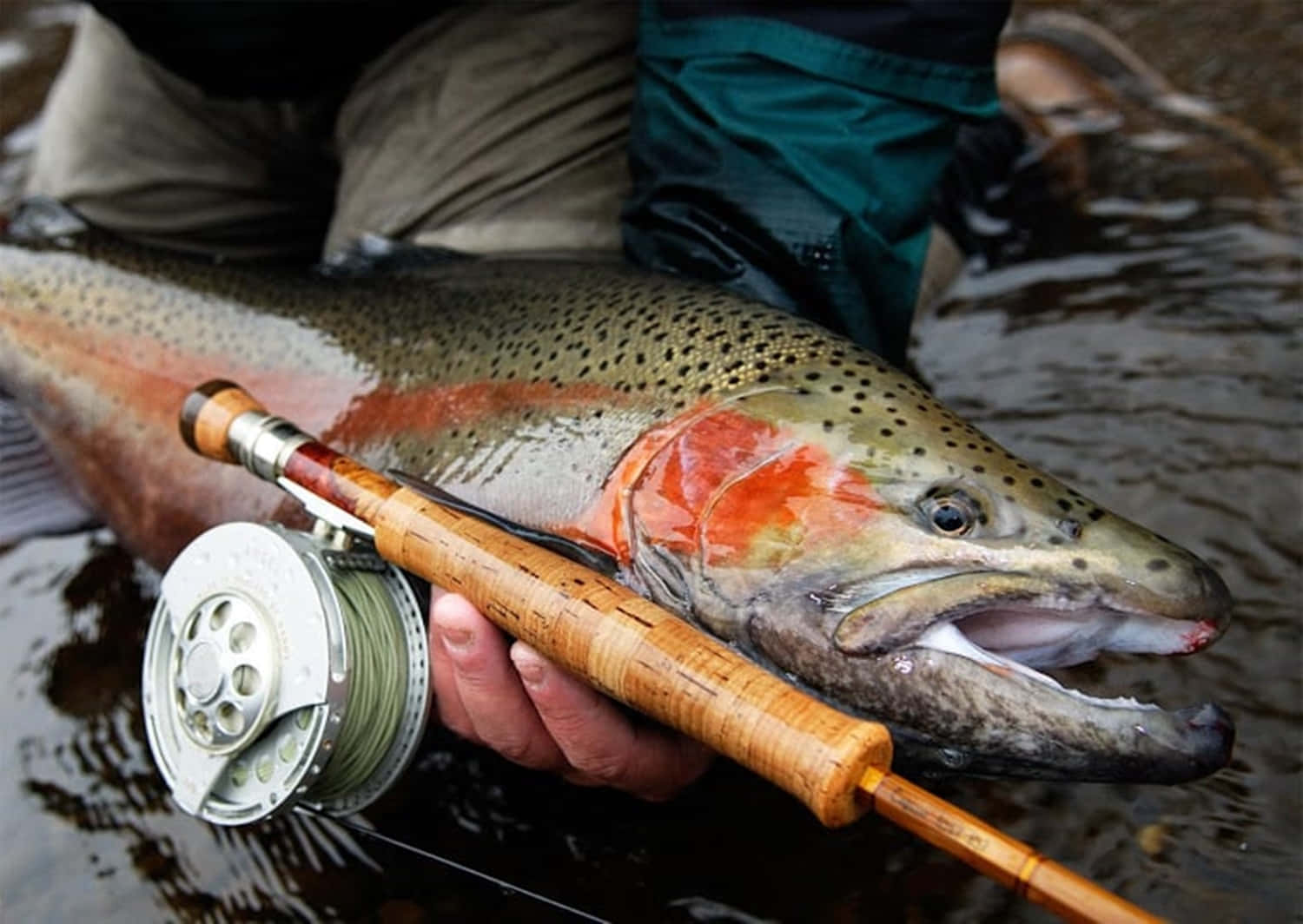 fly fishing, rainbow trout, fly rod, HD Desktop Wallpaper