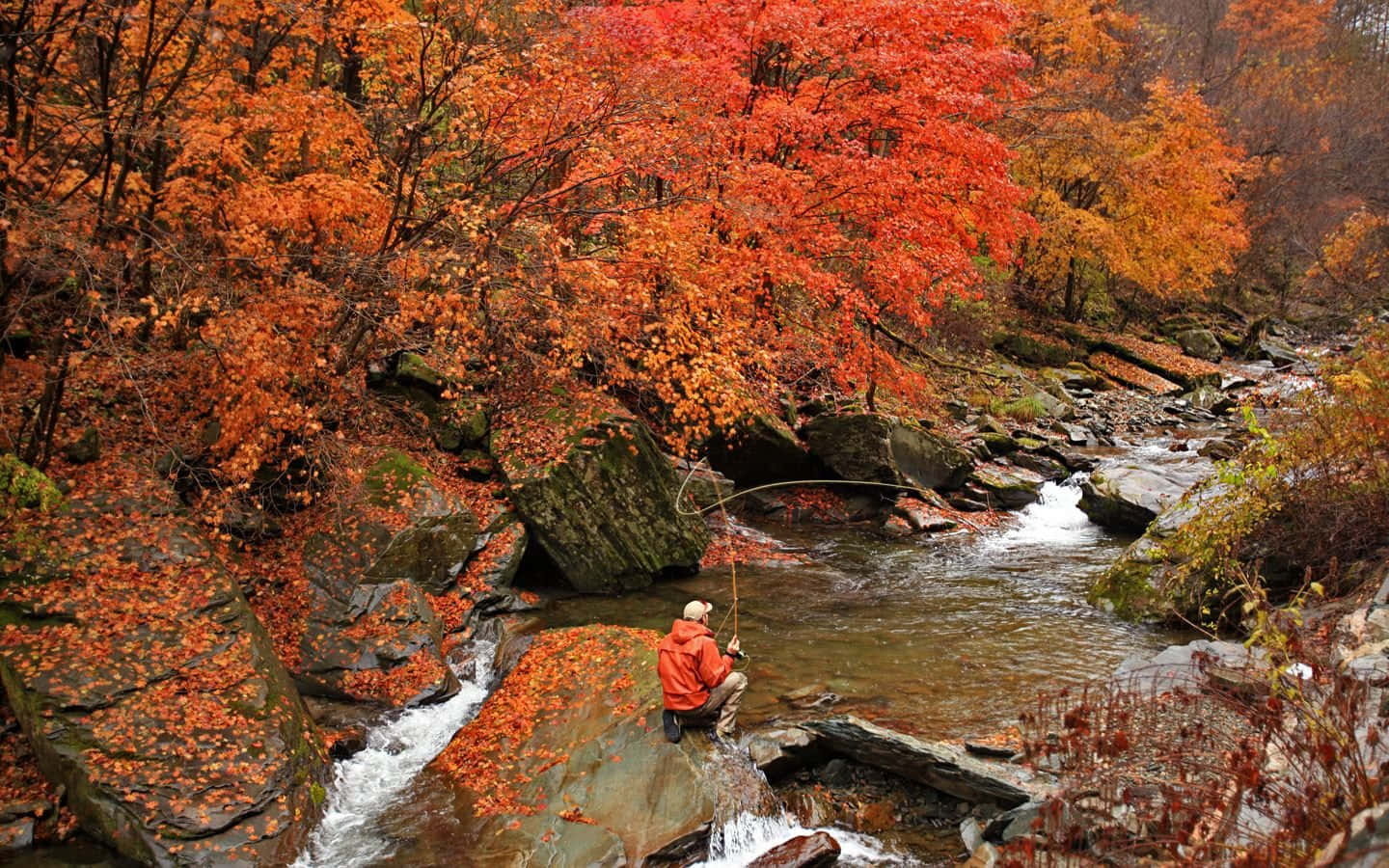 fly fishing, autumn forest river, red jacket, HD Desktop Wallpaper