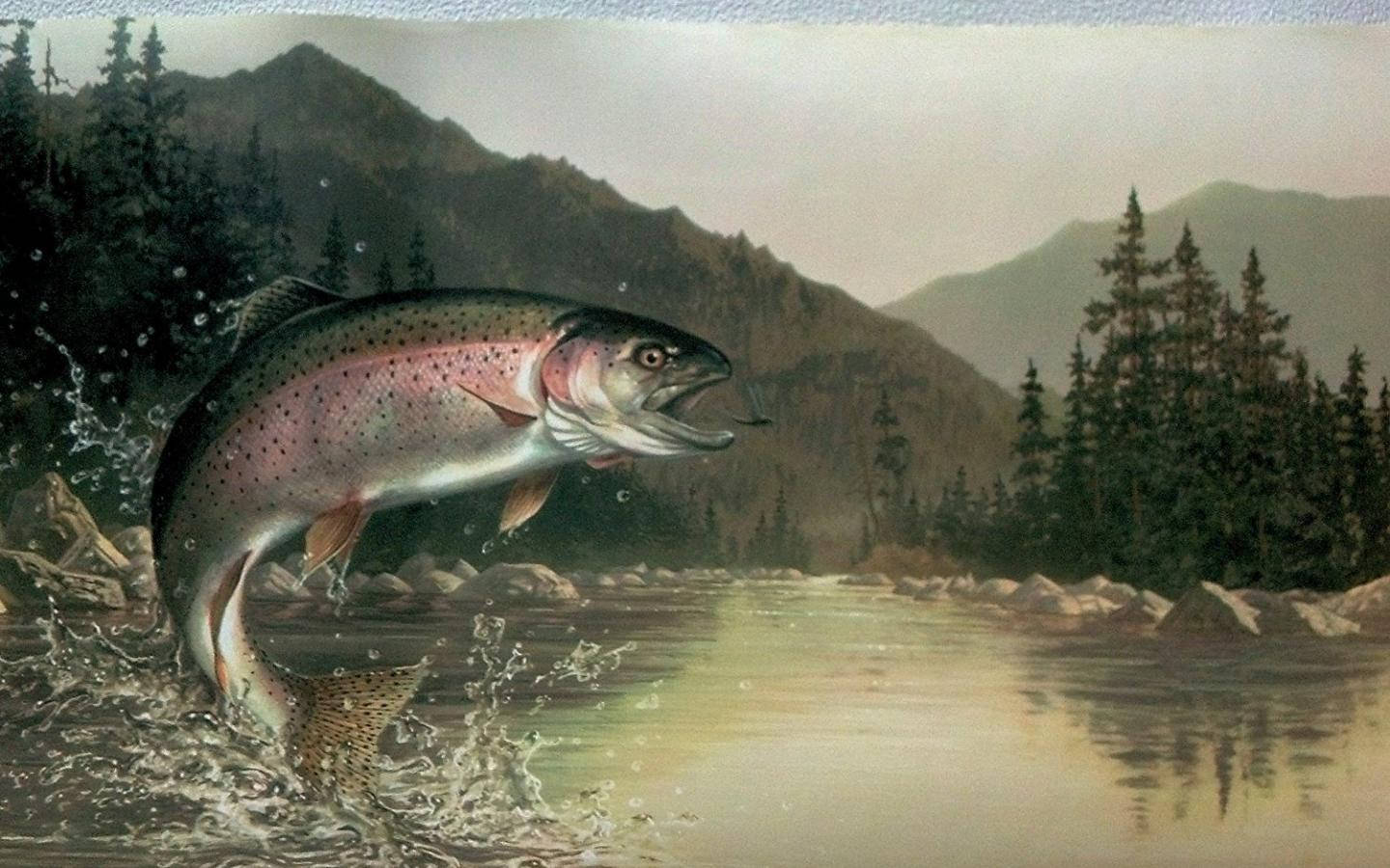 rainbow trout, mountain river, evergreen forests, HD Desktop Wallpaper