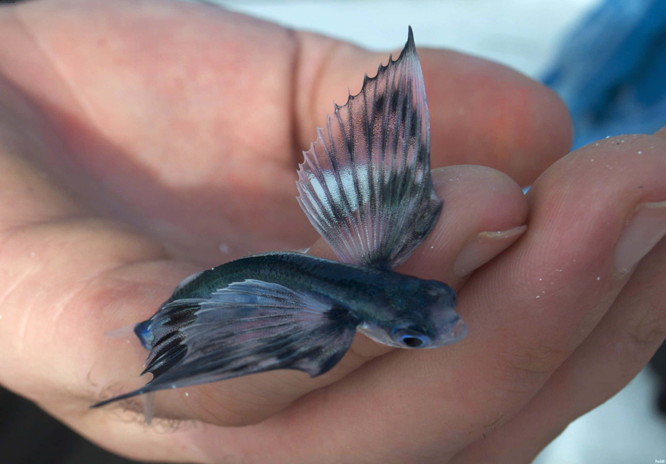 flying fish, striped fins, open human hand, 2K Desktop Wallpaper