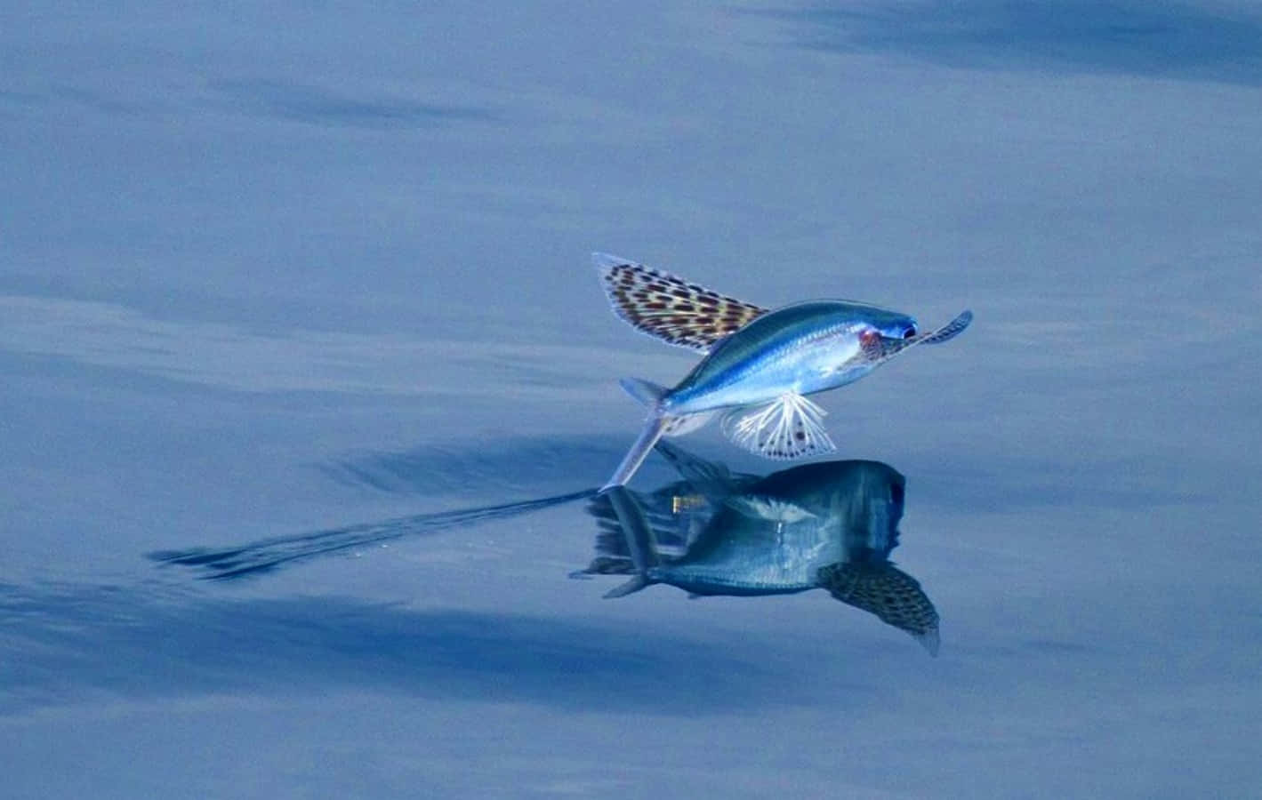 flying fish, calm blue water, reflection, HD Desktop Wallpaper