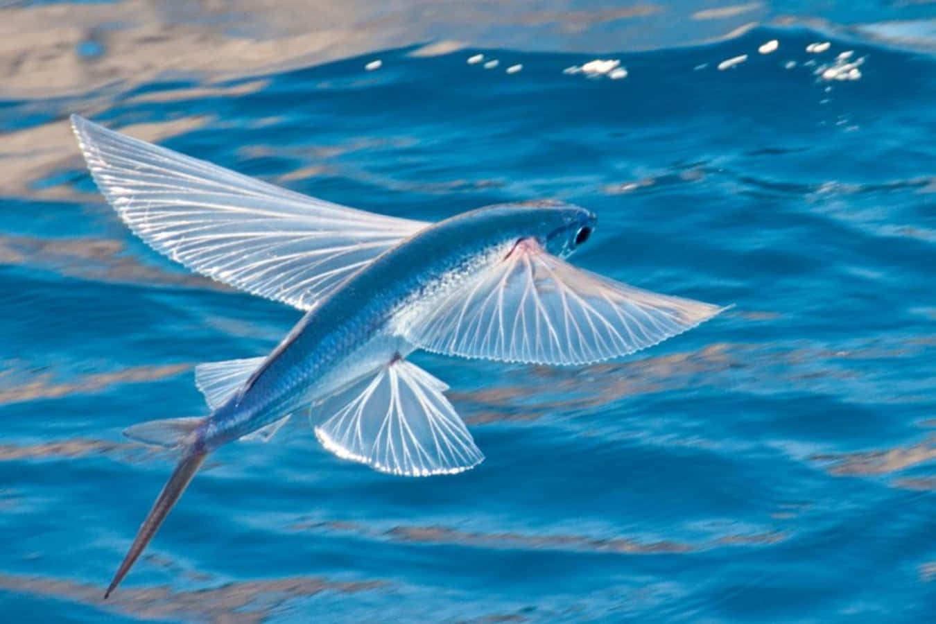 flying fish, vibrant blue ocean waves, sunlit ripples, HD Desktop Wallpaper