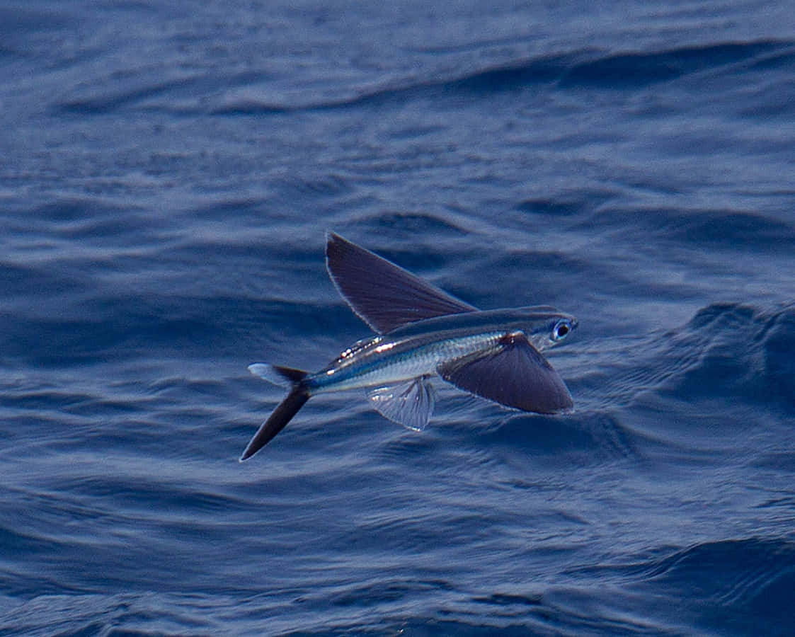flying fish, deep blue ocean waves, sunlight reflecting, SD Desktop Wallpaper