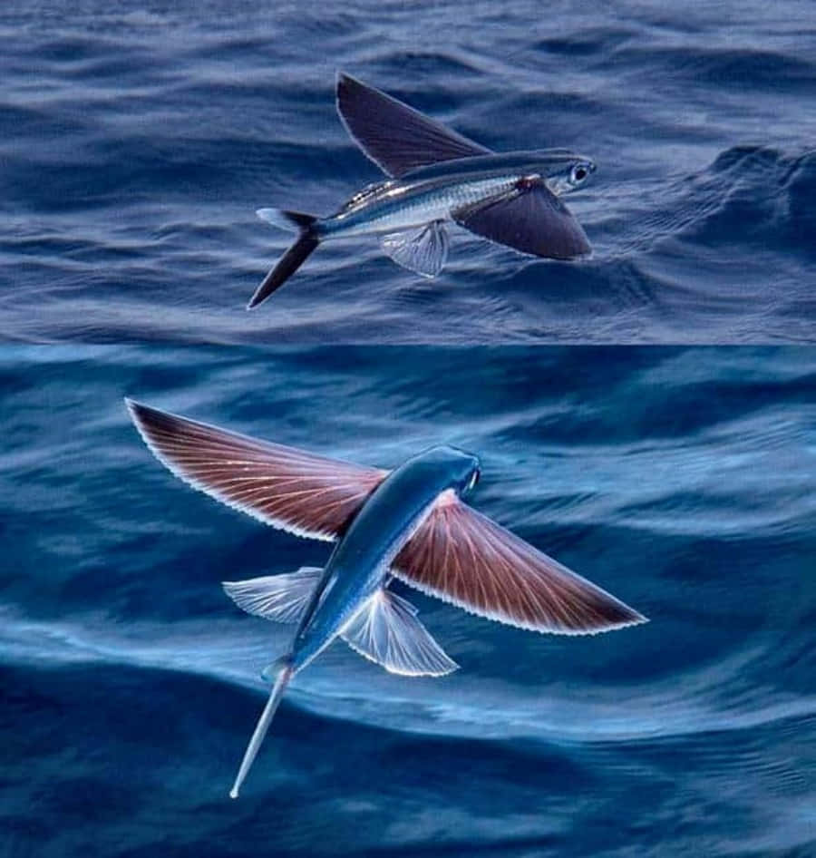 flying fish, ocean waves, deep blue, SD Phone Wallpaper