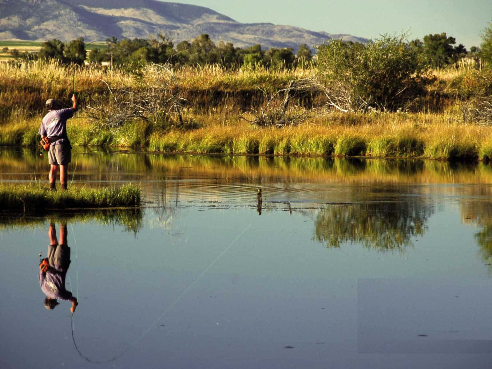 fly fishing, mountains, grassy riverbank, HD Desktop Wallpaper