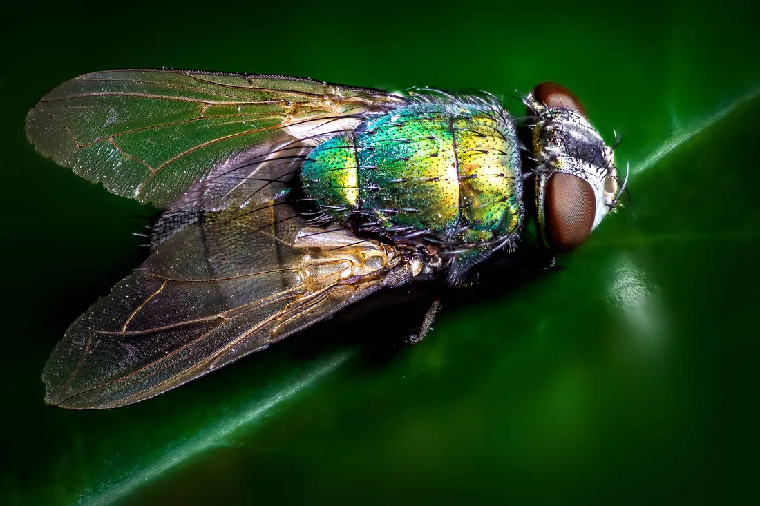 Fly