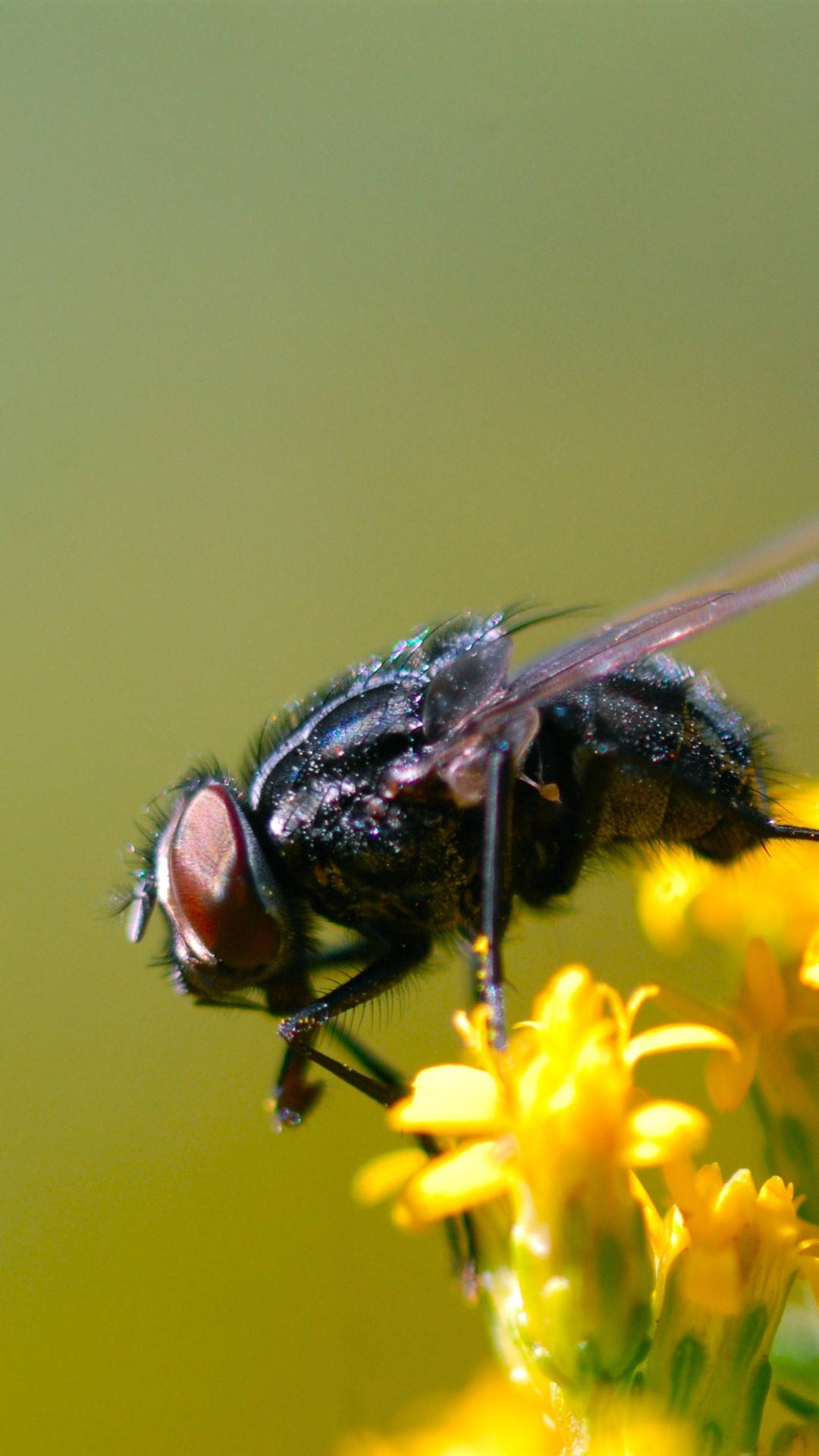 shiny black fly, vibrant yellow flower, soft green background, Full HD Phone Wallpaper