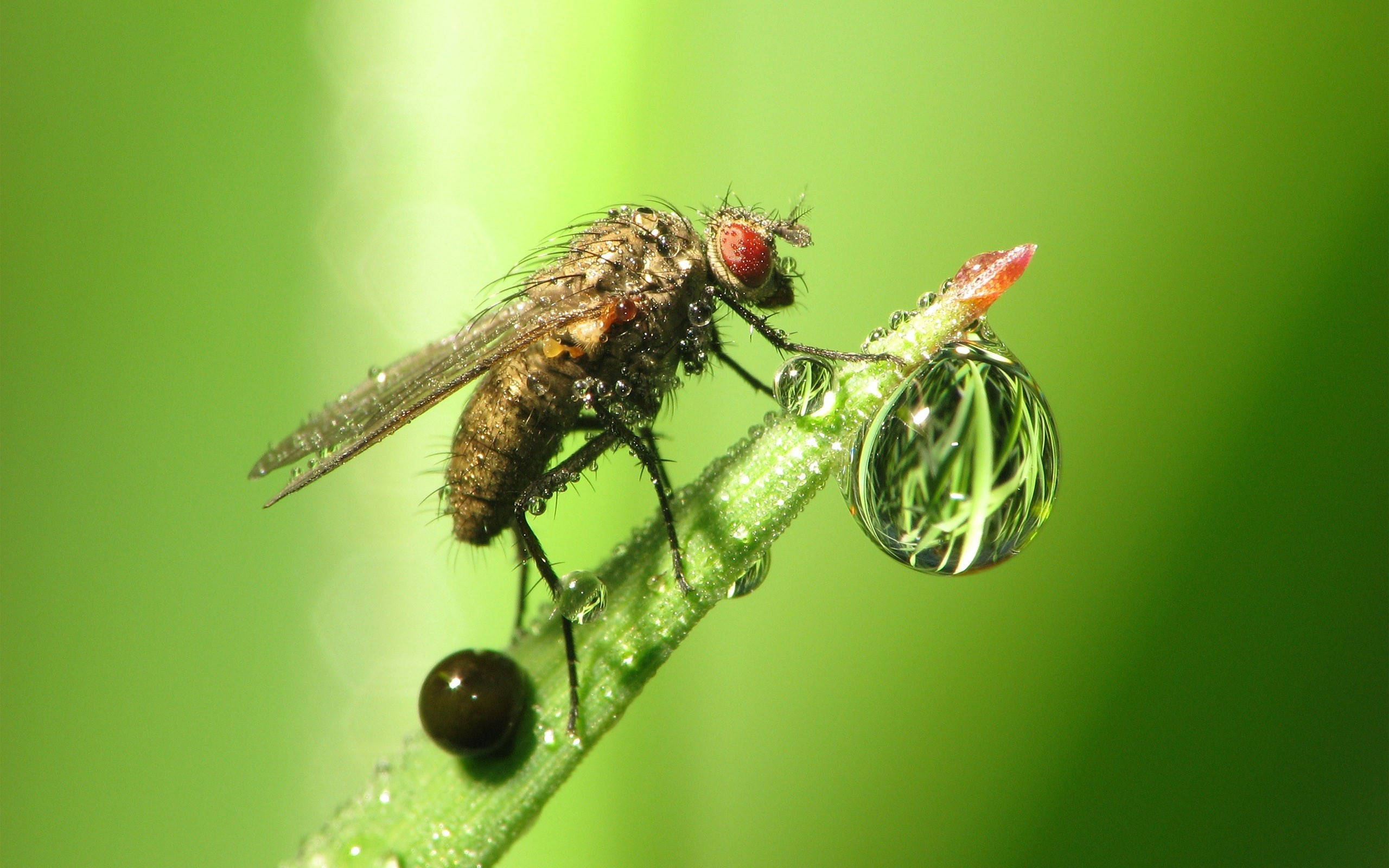 fly, water droplet, dew-covered green stem, 2K Desktop Wallpaper