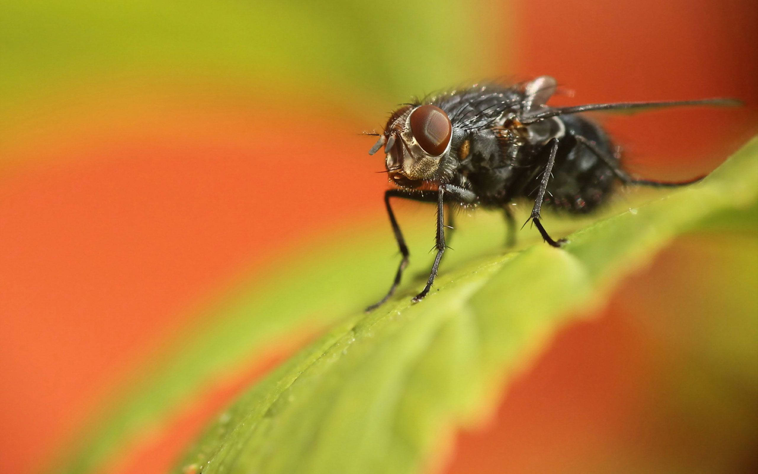 fly, orange, vibrant green leaf, 2K Desktop Wallpaper
