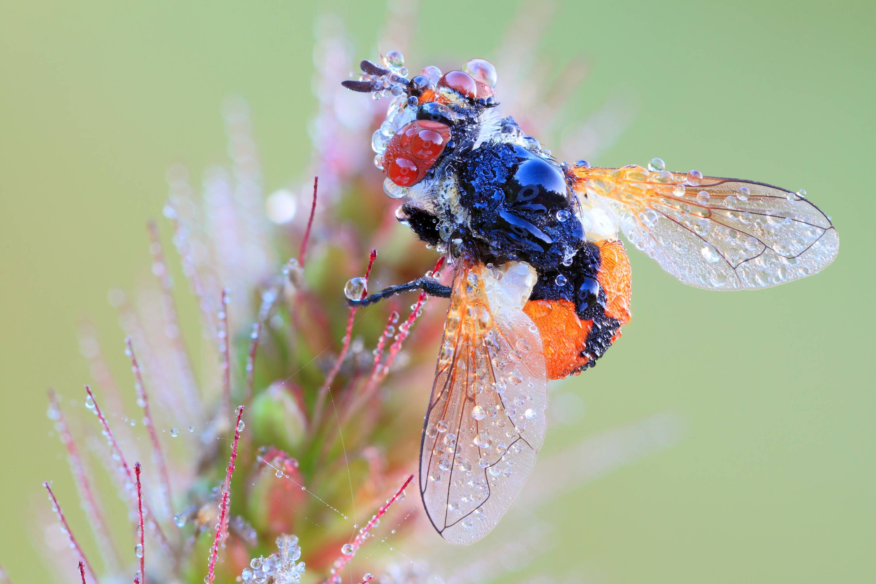 Fly, orange abdomen, dewdrops, 2K Desktop Wallpaper