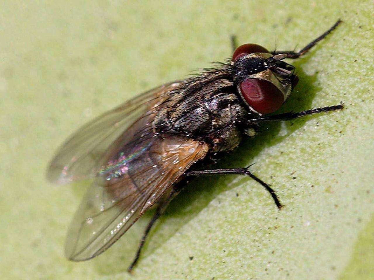 housefly, pale green leaf, close-up photo, HD Desktop Wallpaper