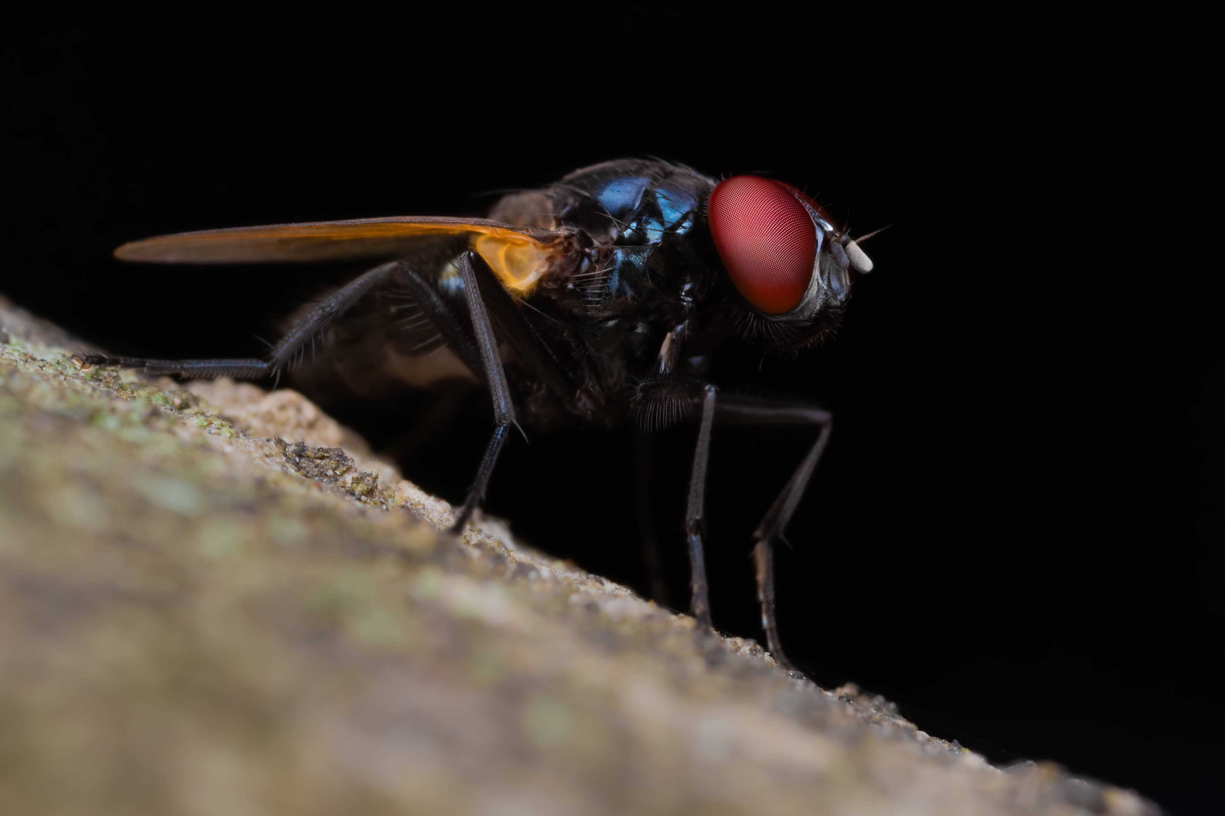 red compound eye fly, iridescent blue body, bright red eyes, 4K Desktop Wallpaper