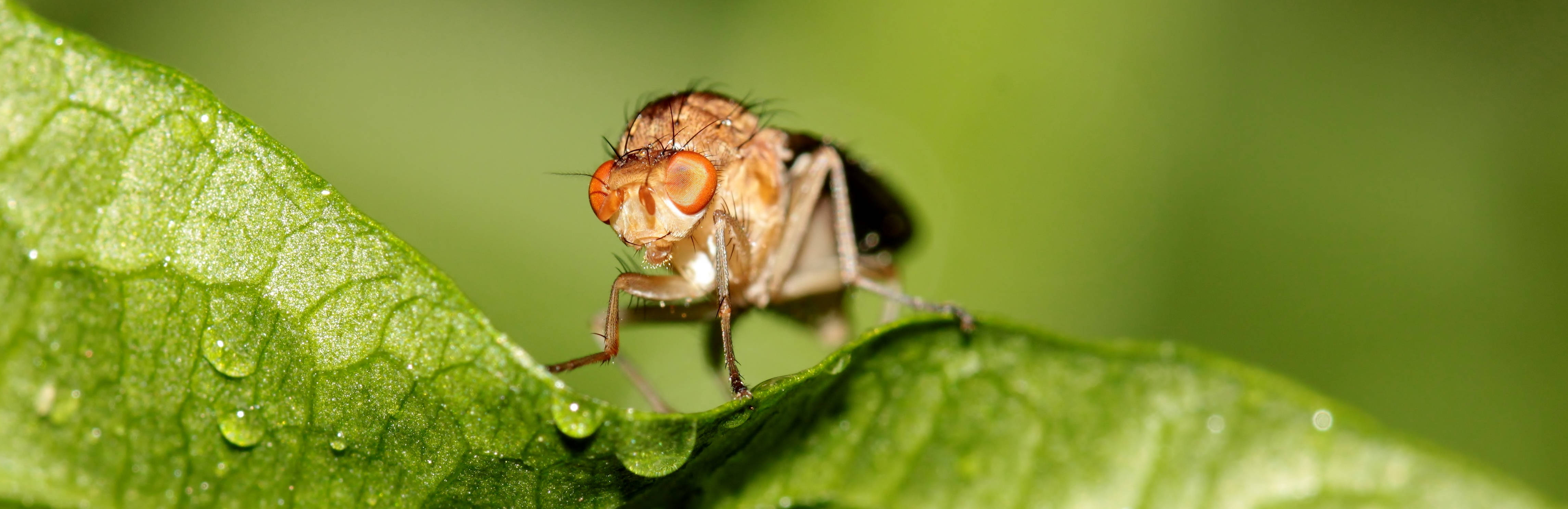fruit fly, orange eyes, dew-covered green leaf, 4K Desktop Wallpaper