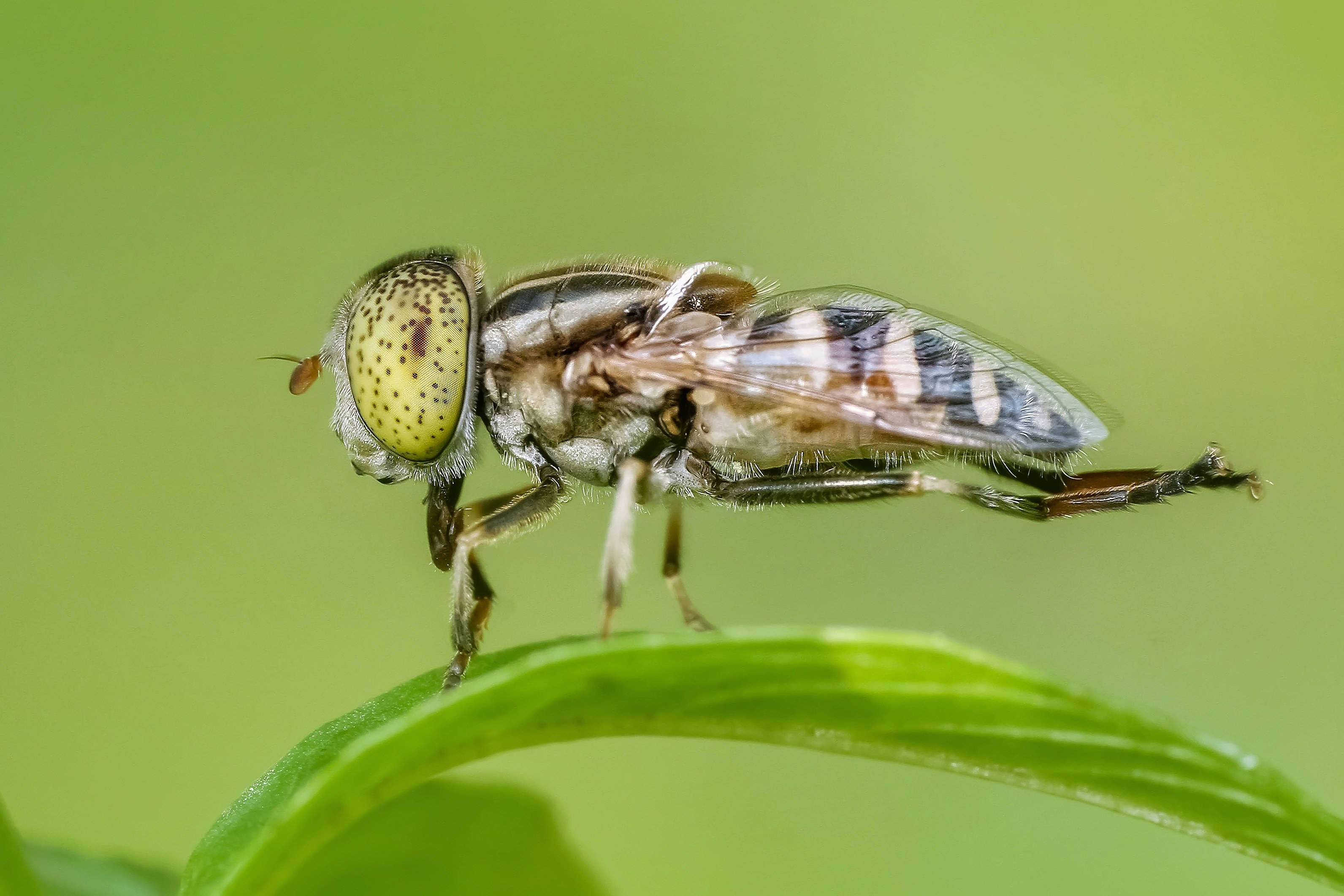 hoverfly, vibrant green leaf, soft blurred background, 2K Desktop Wallpaper