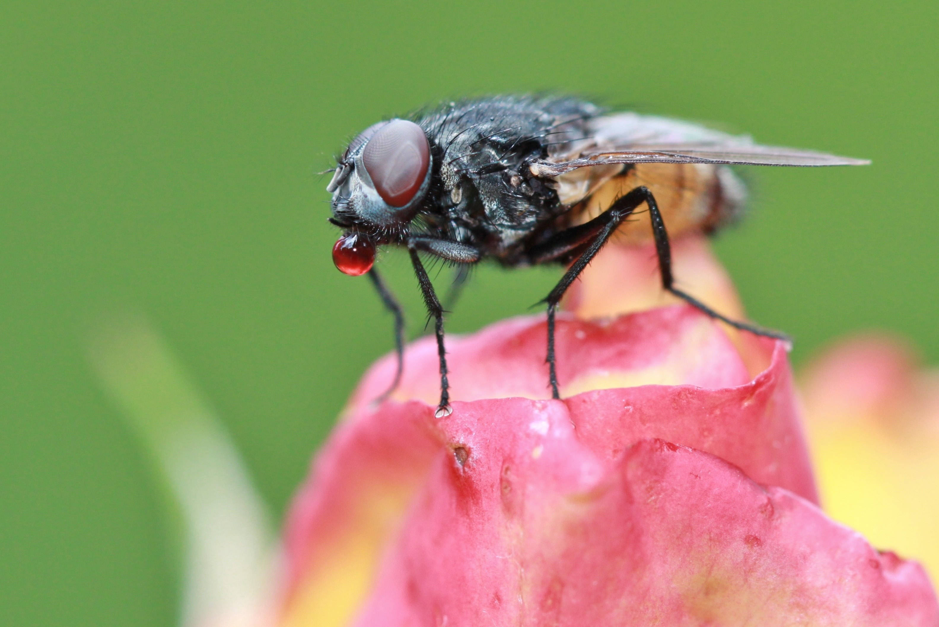dark fly, red eyes, pink flower petal, 2K Desktop Wallpaper