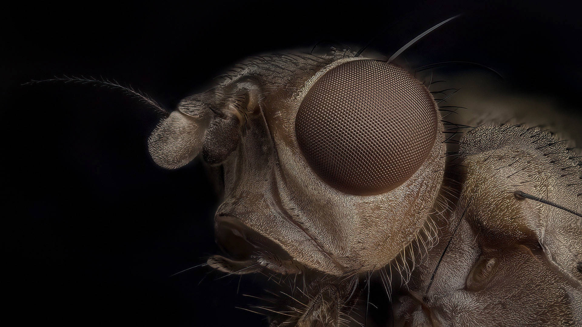 brown fly, compound eye, fine hairs, Full HD Desktop Wallpaper