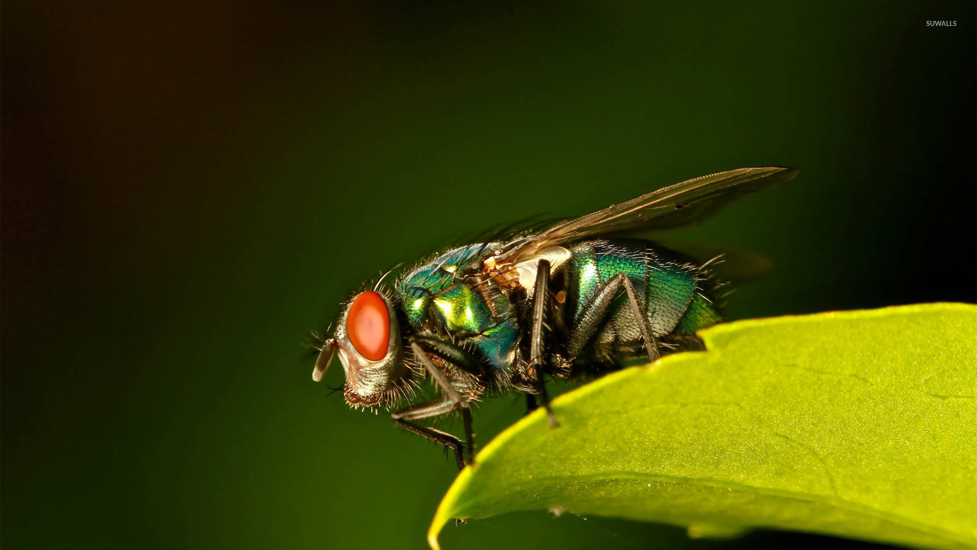 metallic green fly, red eyes, vibrant green leaf, Full HD Desktop Wallpaper