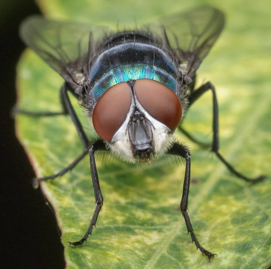 metallic blue, huge red eyes, vibrant green leaf, SD Desktop Wallpaper