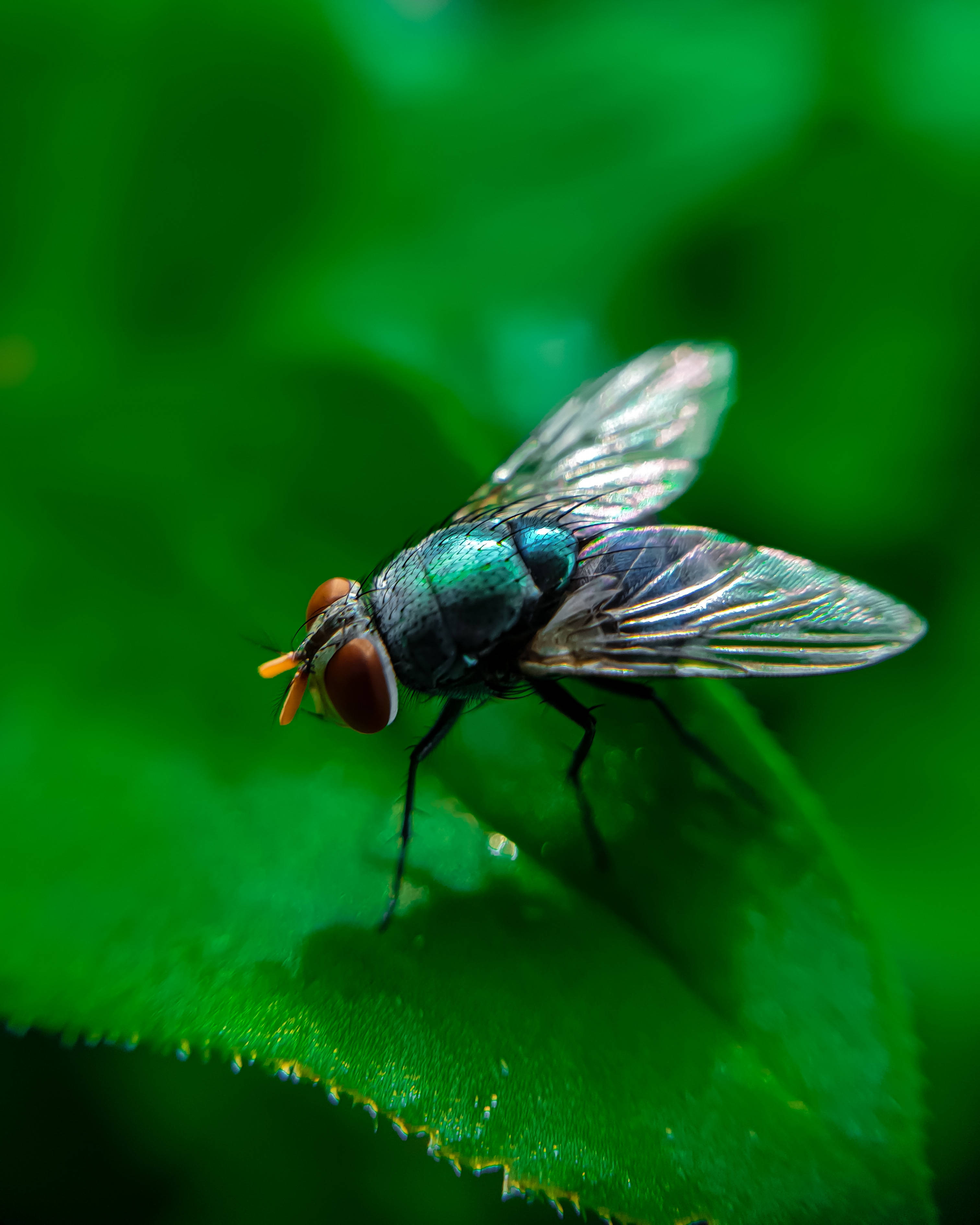 metallic green fly, red eyes, vibrant green leaf, 2K Phone Wallpaper