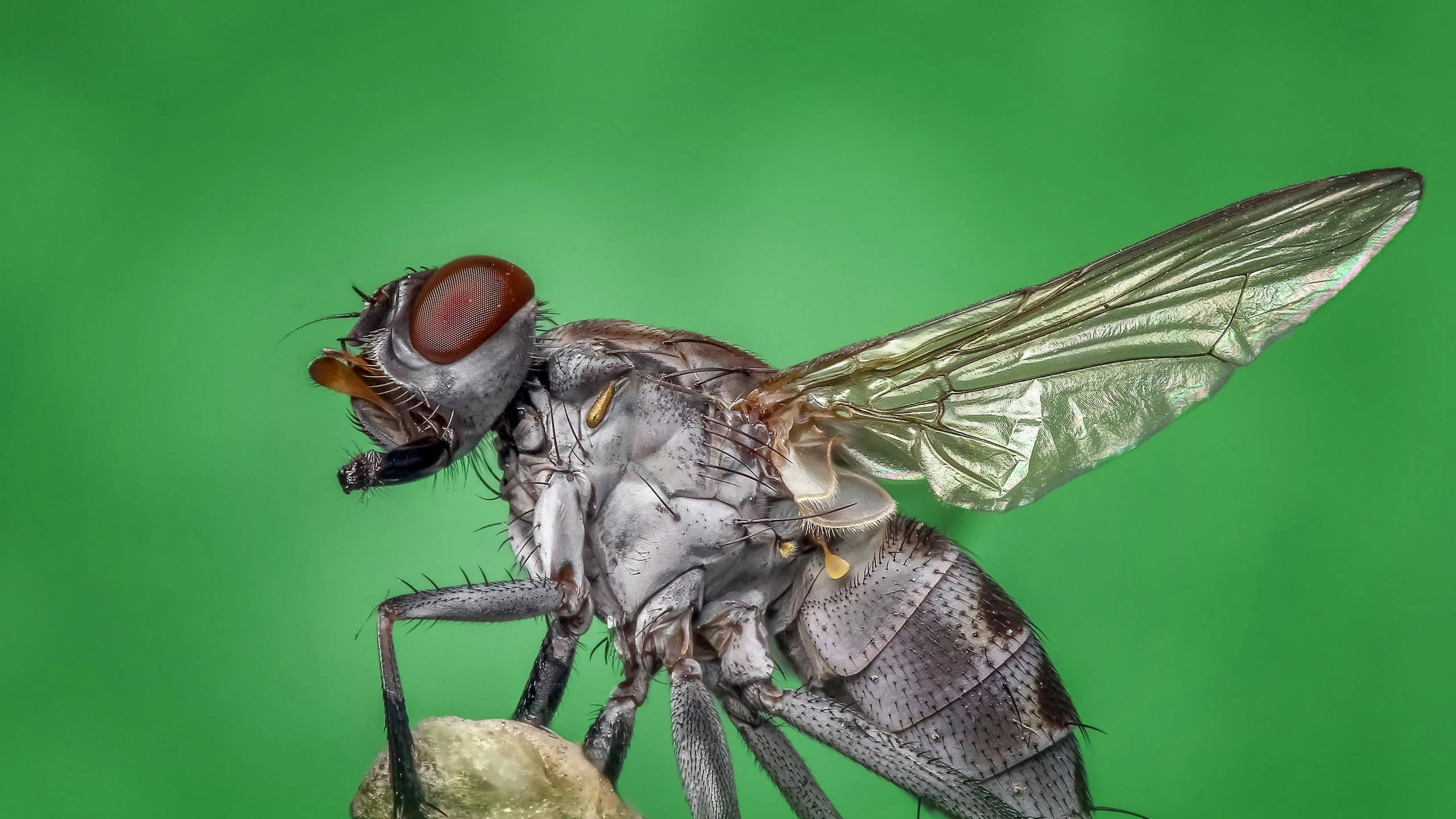 gray fly, red eyes, translucent wings, 2K Desktop Wallpaper