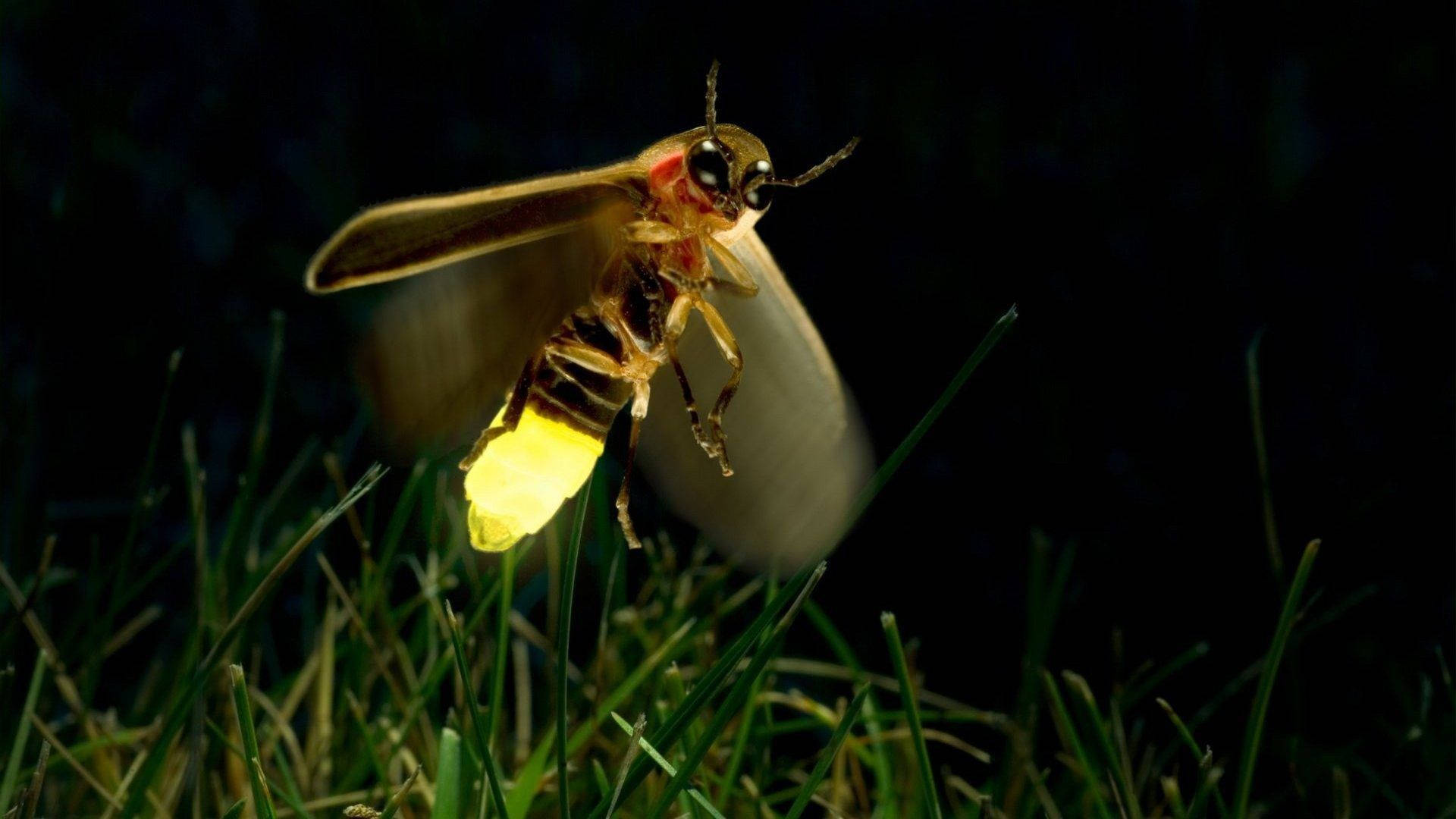 Fireflies Fly, glowing firefly, green grass, Full HD Desktop Wallpaper