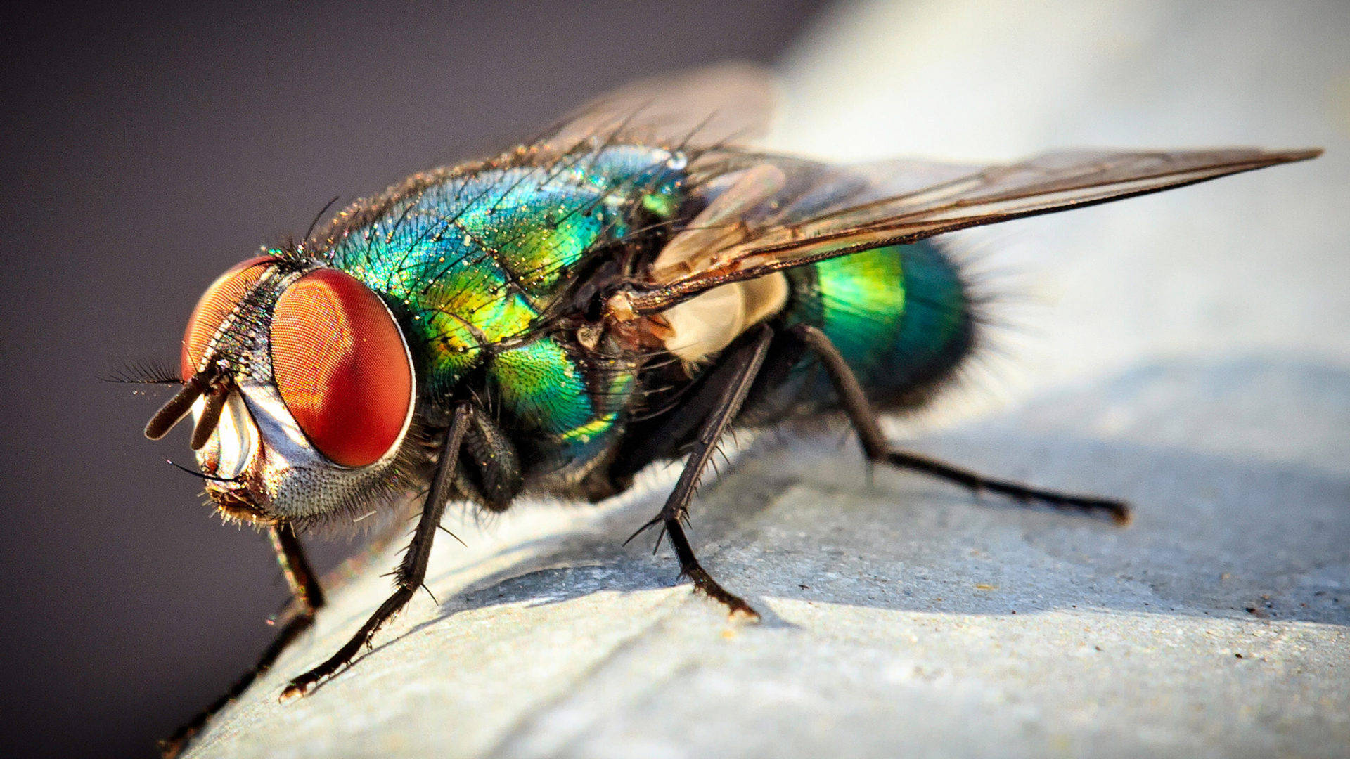 neon fly, metallic green, red eyes, Full HD Desktop Wallpaper