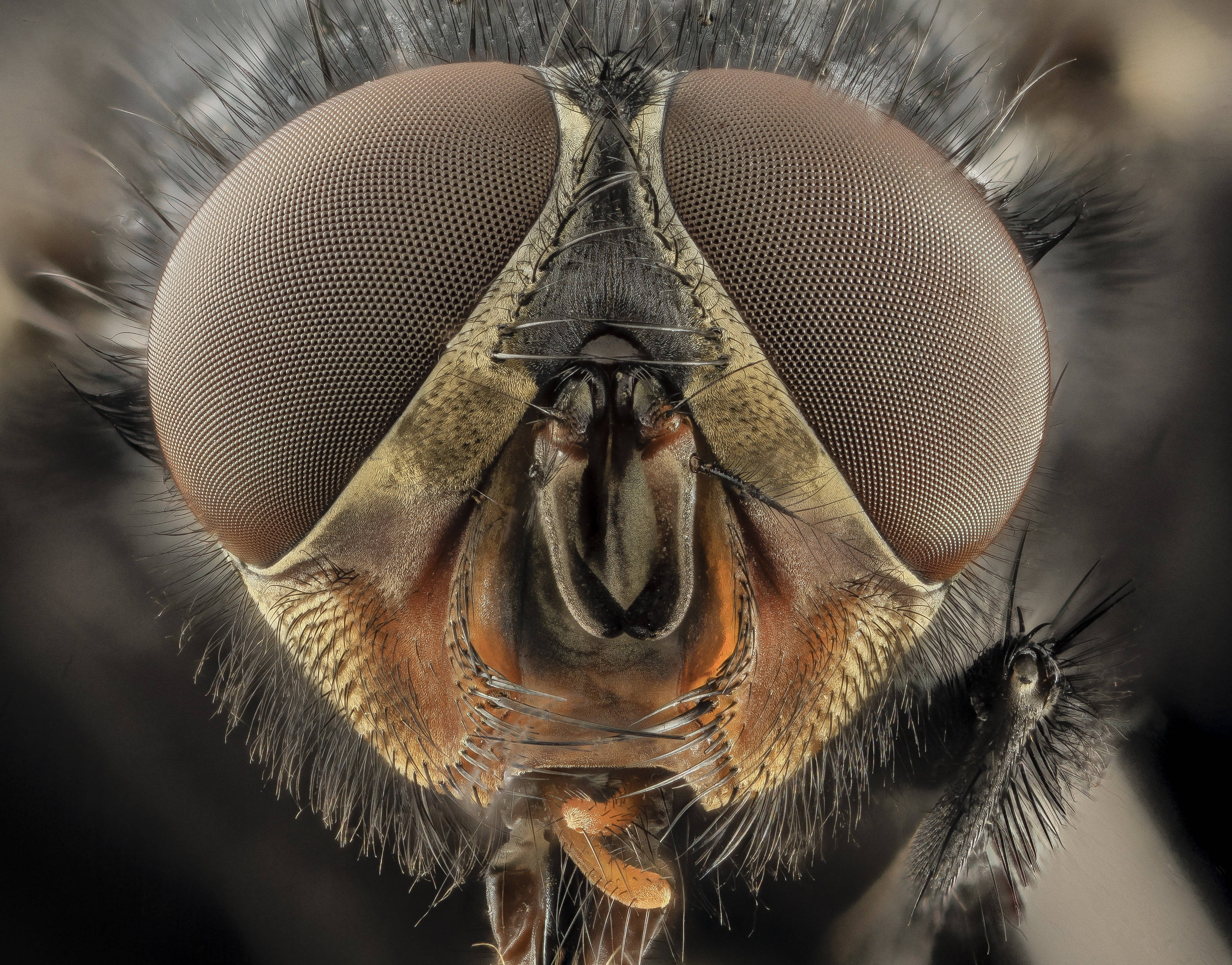 Fly, compound eyes, fuzzy facial hairs, 4K Desktop Wallpaper