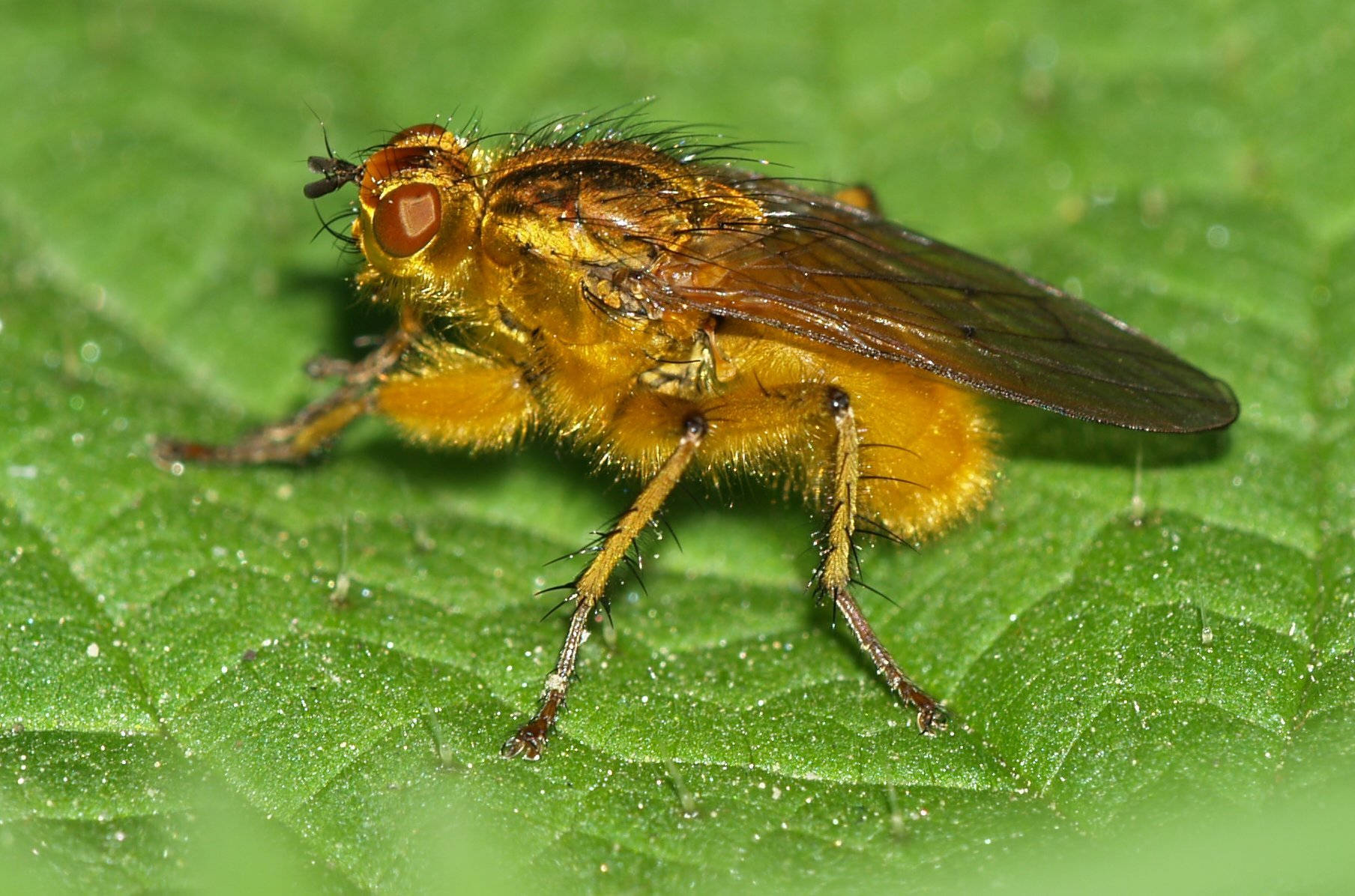 dung fly, golden fuzzy, large red eyes, HD Desktop Wallpaper