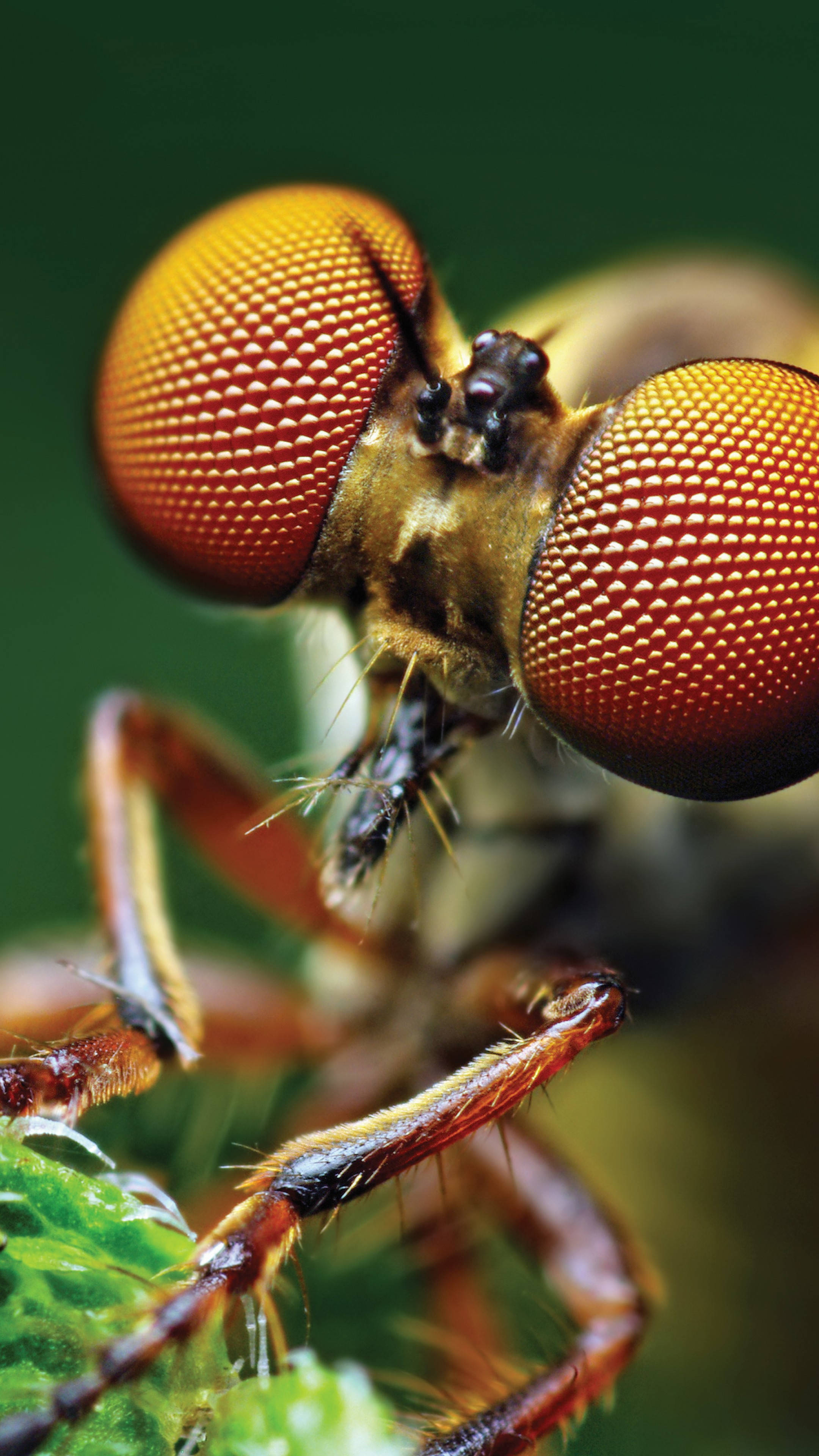compound eyes, fly, head, 4K Phone Wallpaper