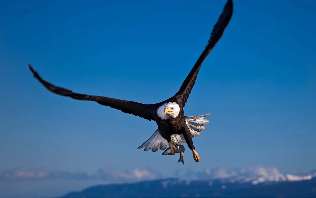 Flying Eagle