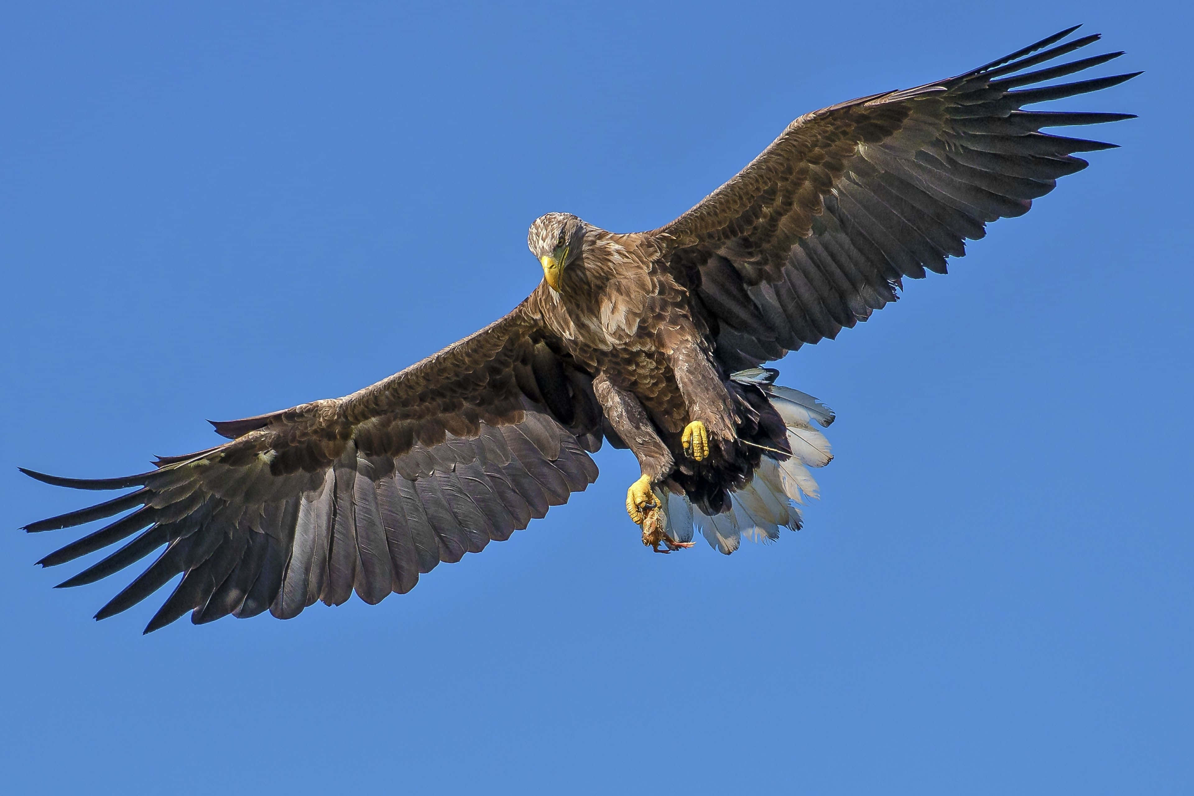 Flying Eagle, white tail, clear blue sky, 4K Desktop Wallpaper