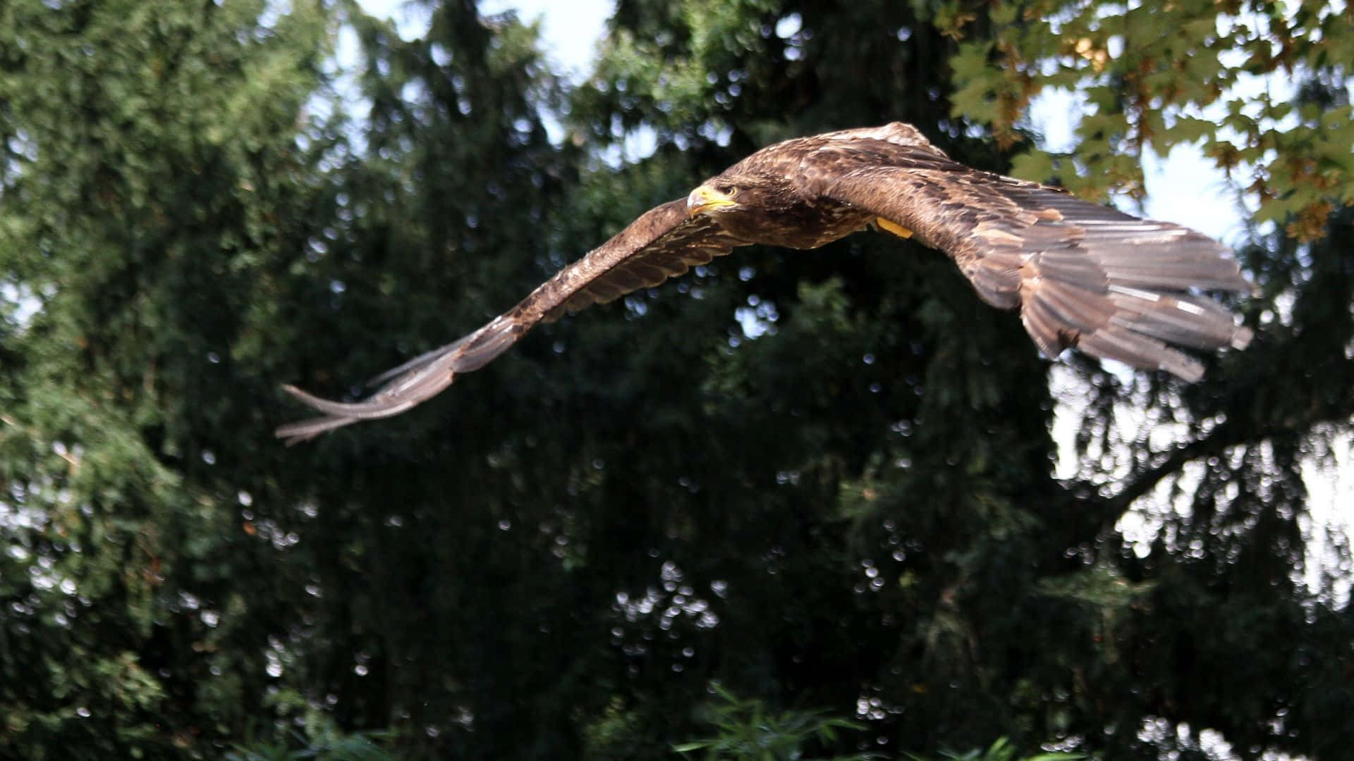 Flying Eagle, forest, sunlit forest canopy, Full HD Desktop Wallpaper