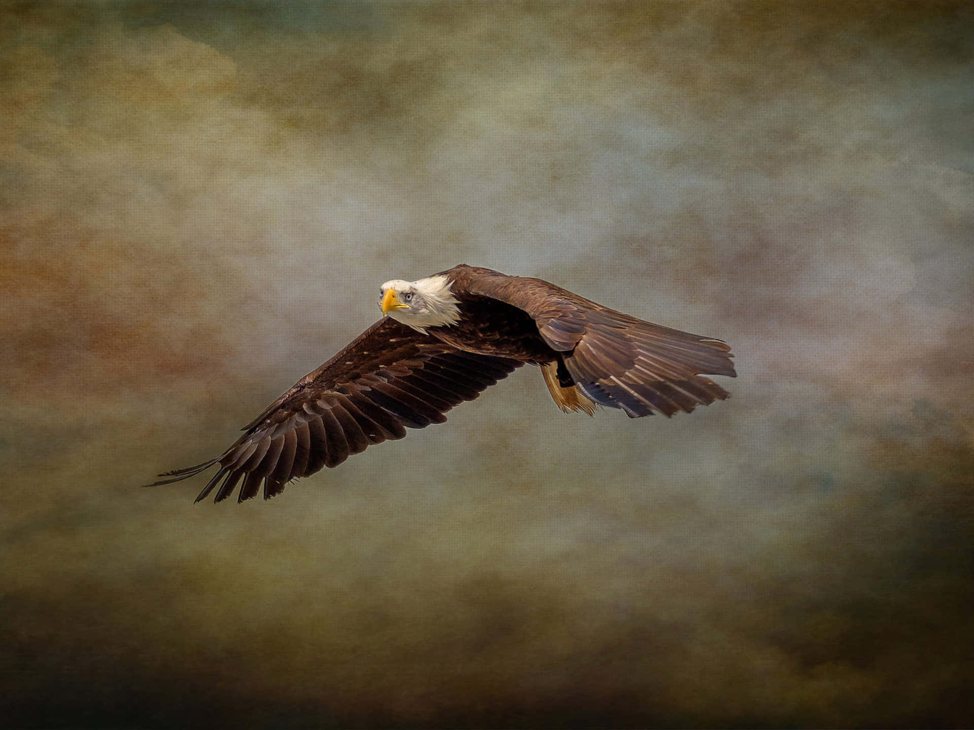Flying Eagle, bald eagle, brown feathered body, Full HD Desktop Wallpaper
