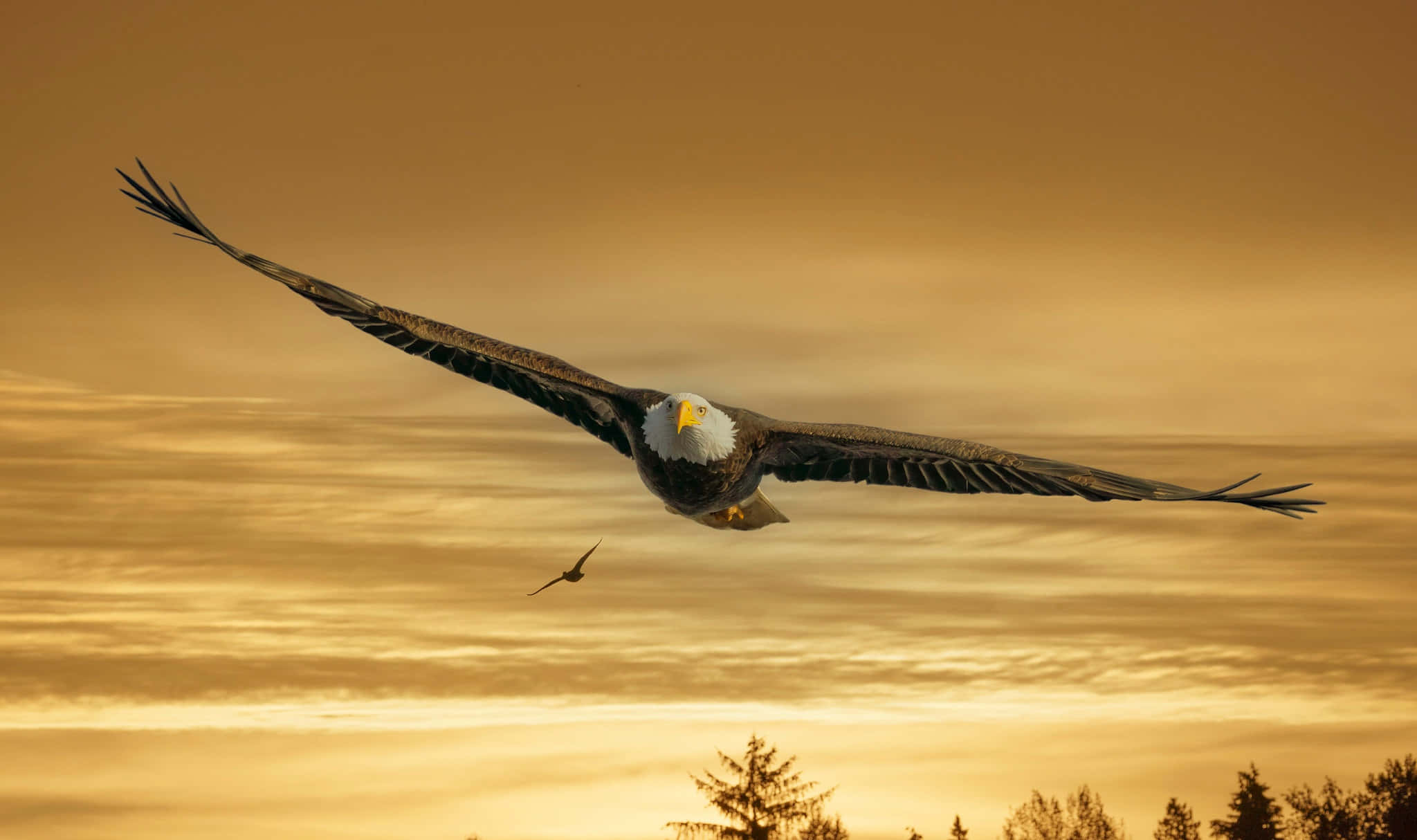 Flying Eagle, bald eagle, golden sunset, Full HD Desktop Wallpaper