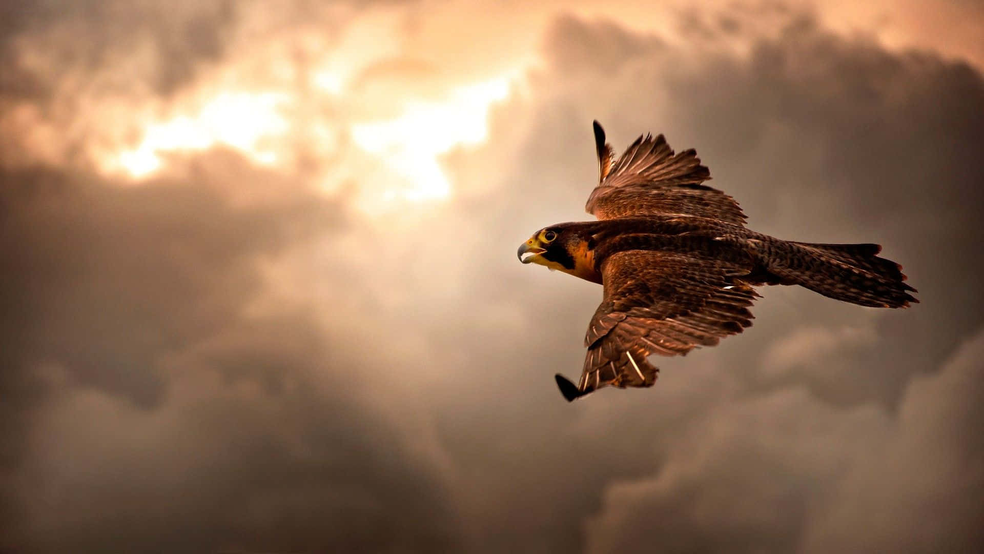 Flying Eagle, reddish brown feathers, sunset sky, Full HD Desktop Wallpaper